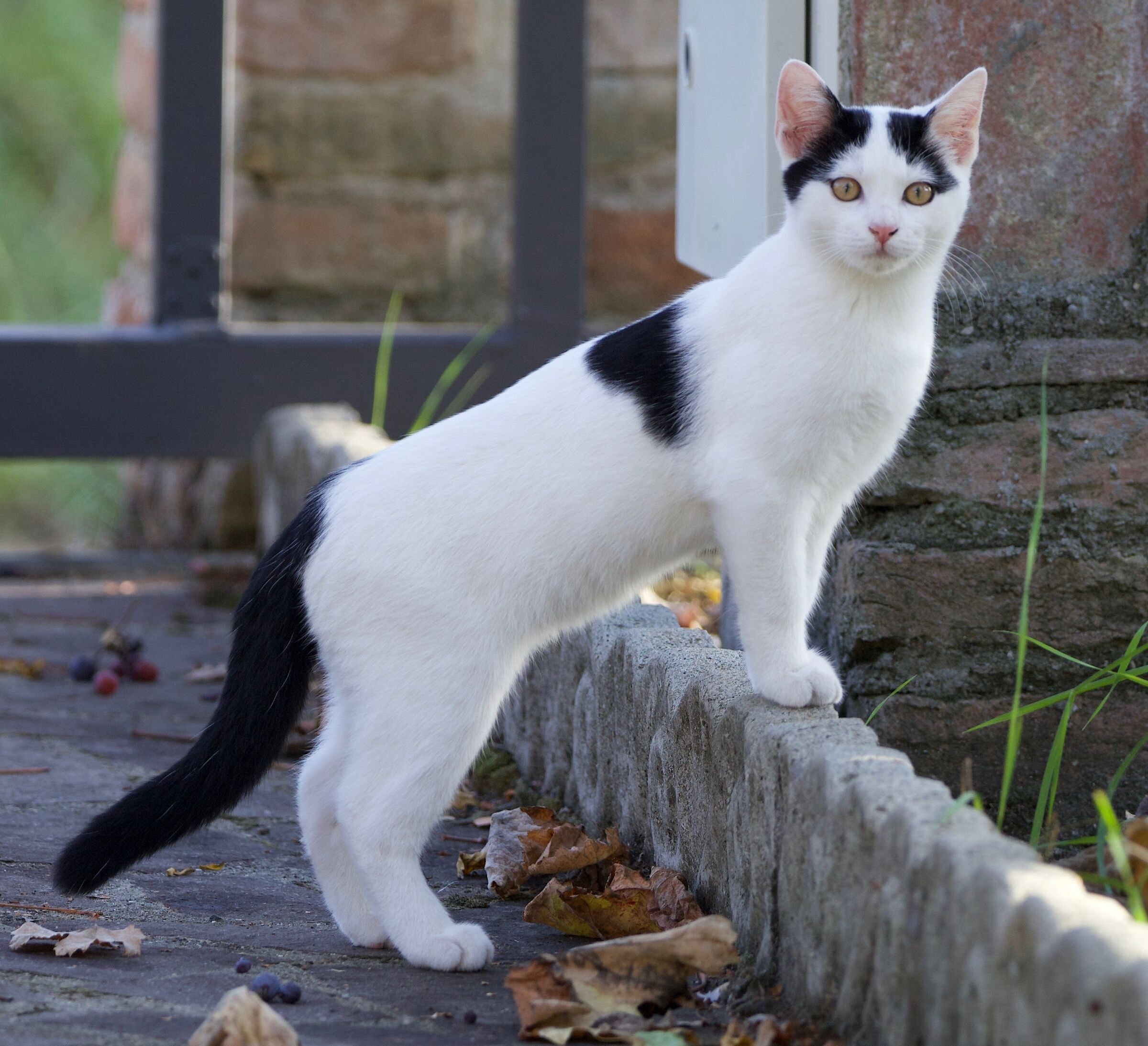 gatto in posa
