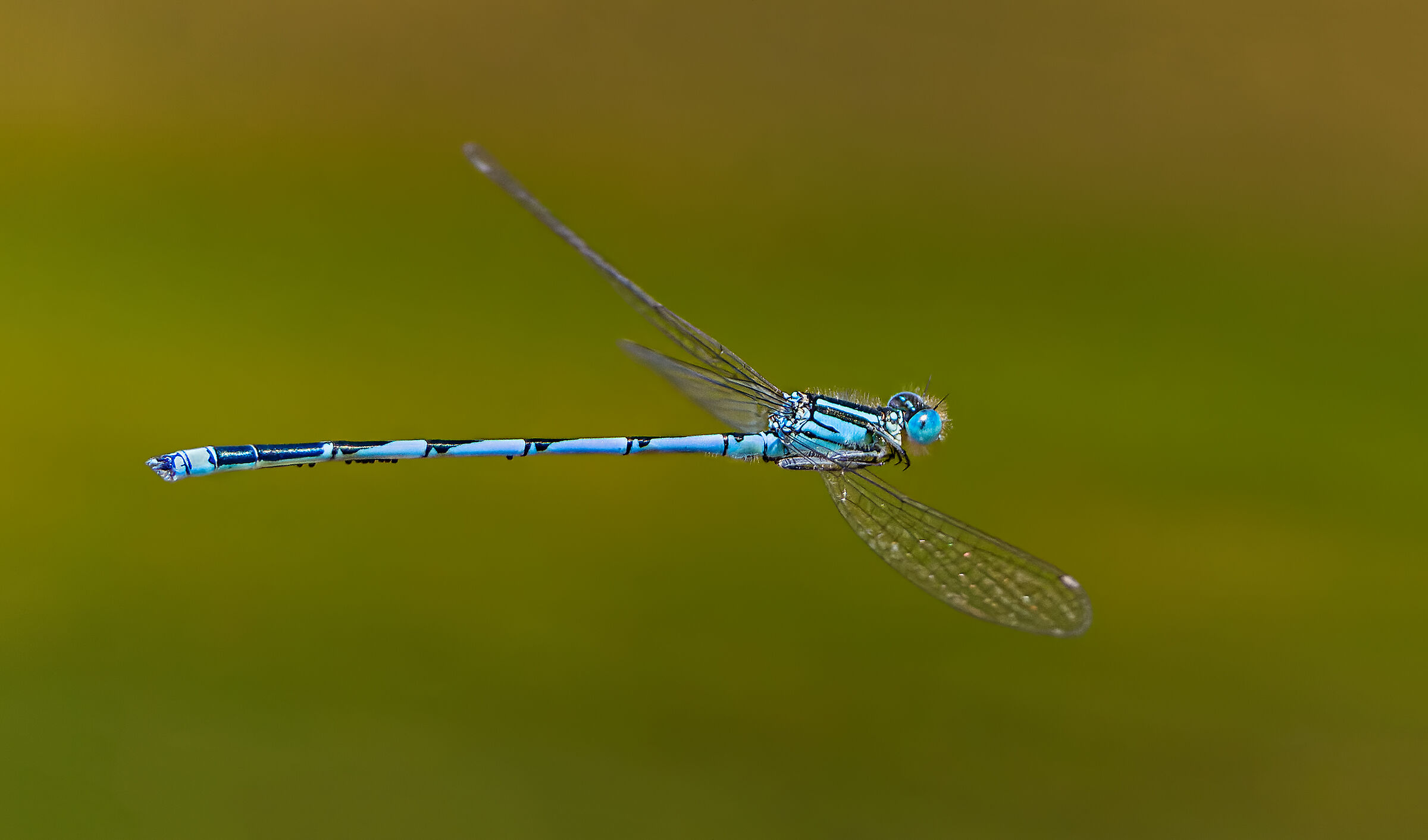 Enallagma cyathigerum