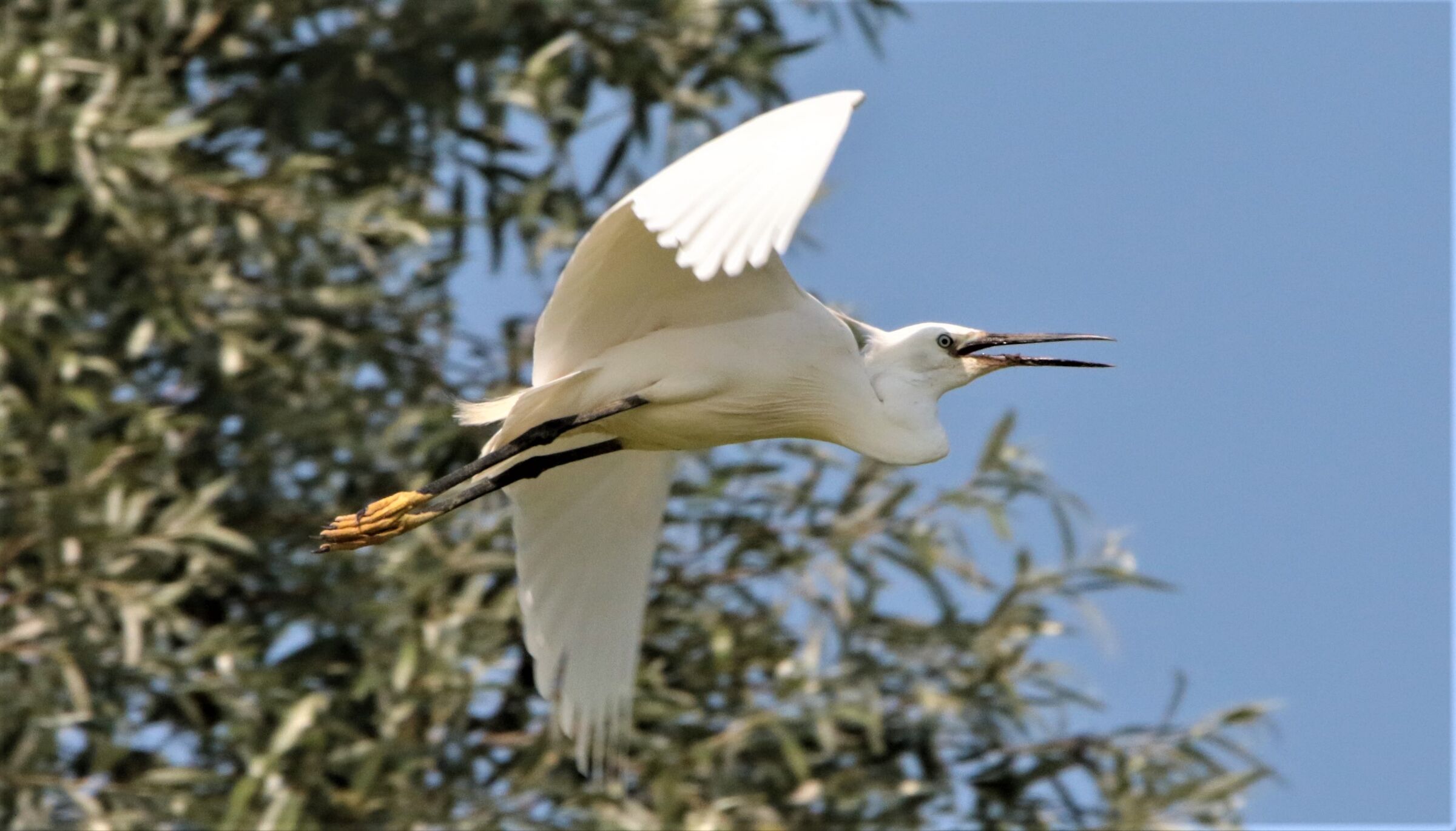 egret