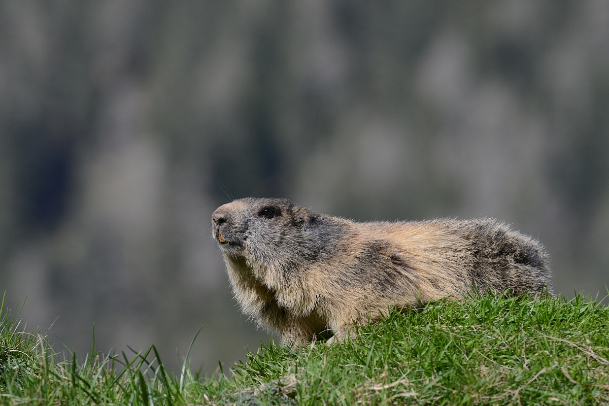 marmot