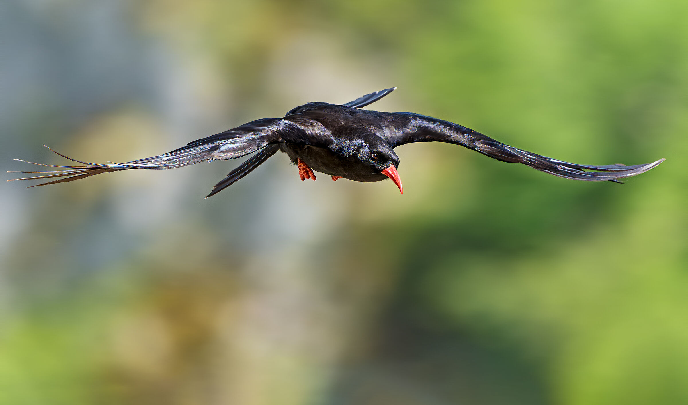 Who are you? - Coral chough