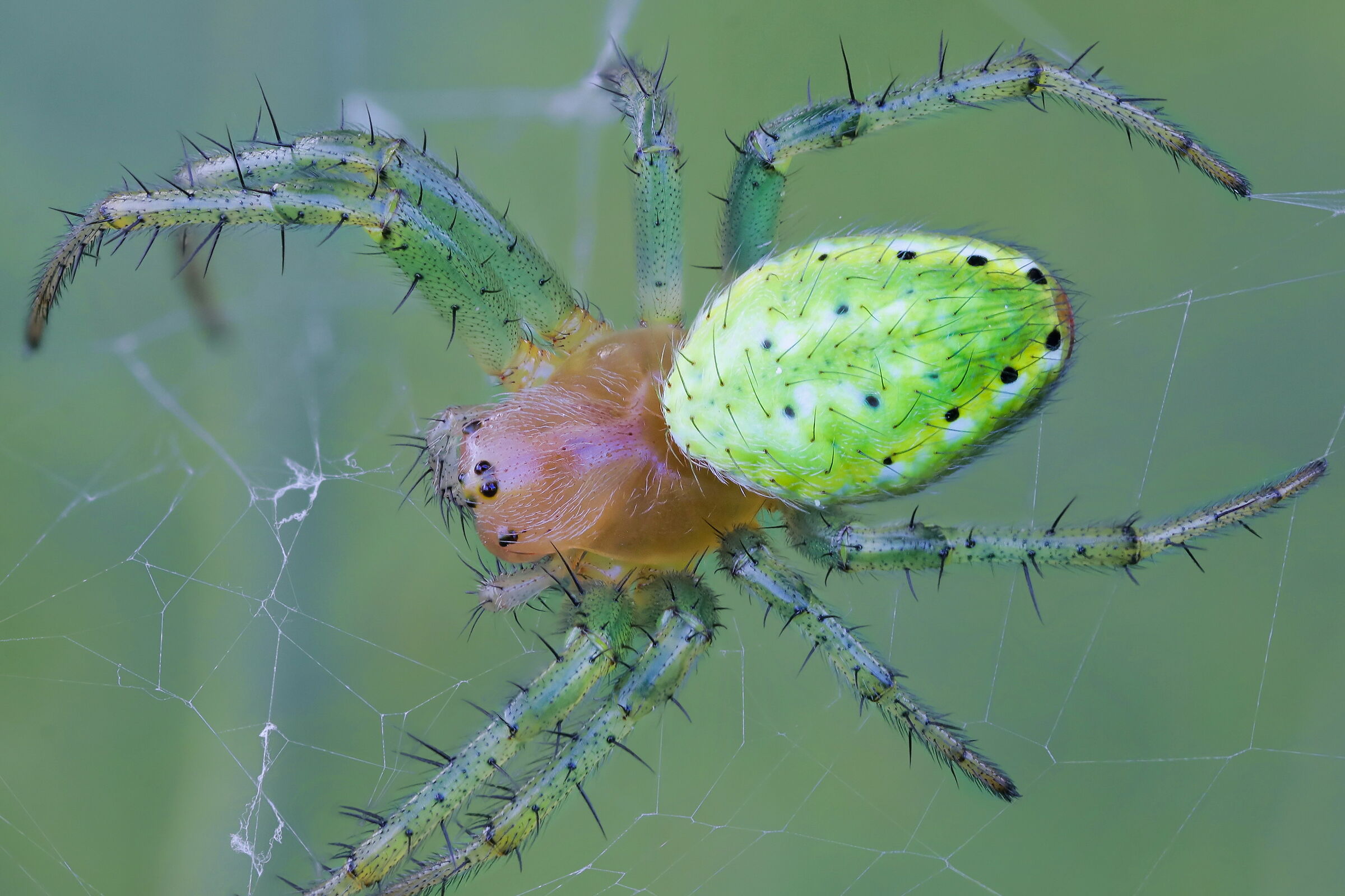 Araniella cucurbitin