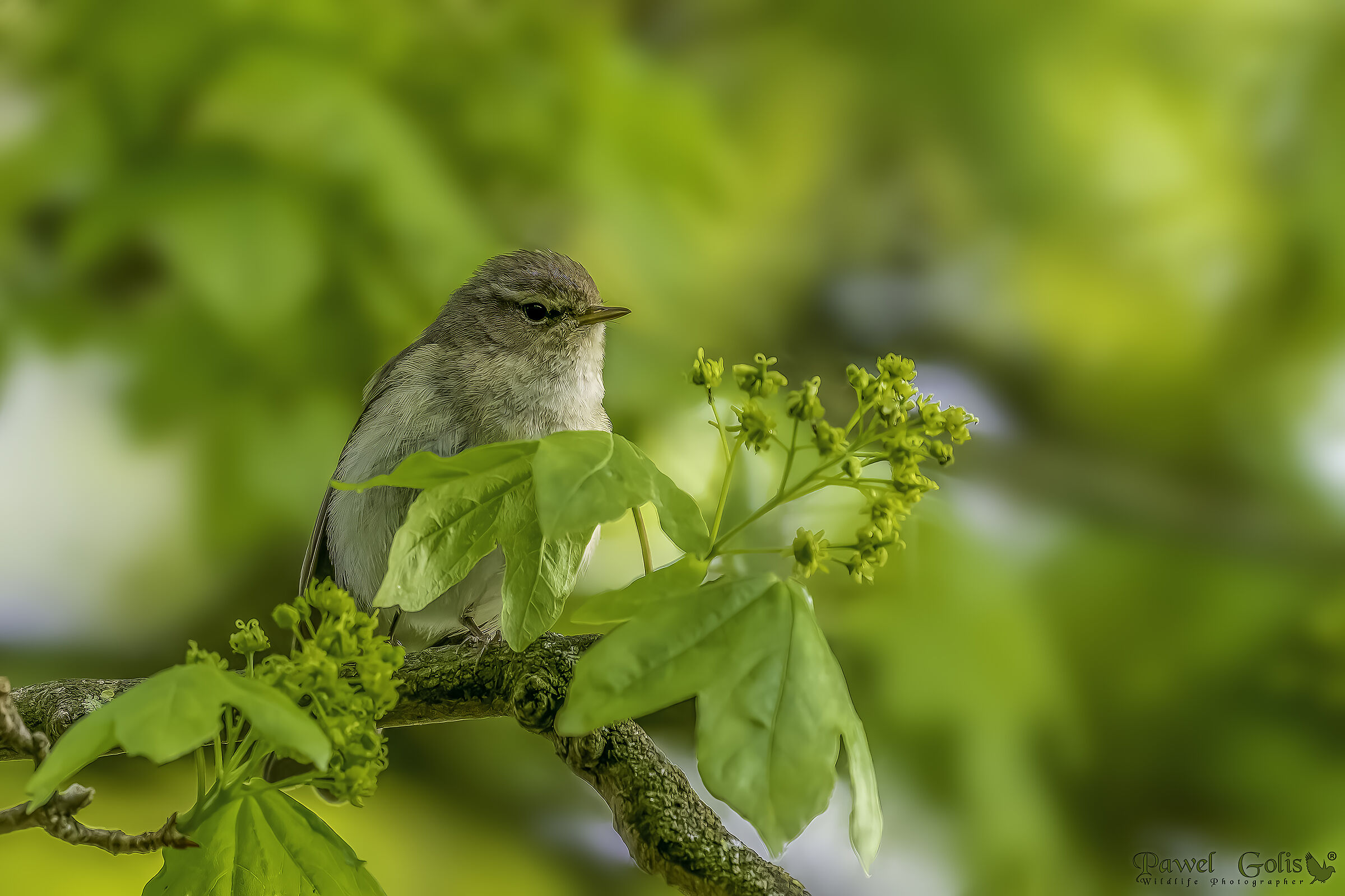 Pula comune (Phylloscopus collybita)