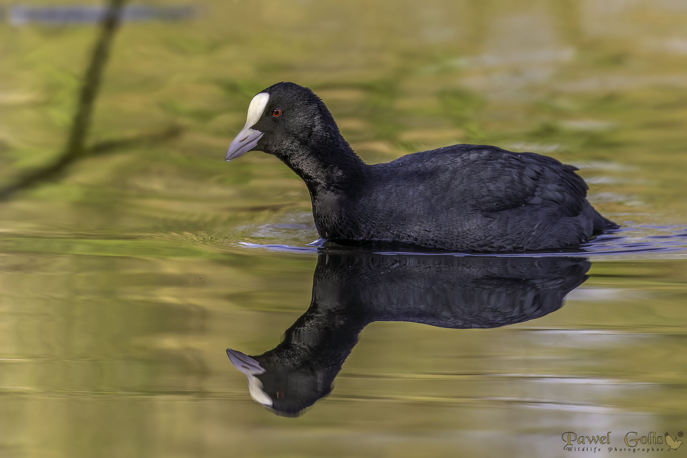 Folaga eurasiatica (Fulica atra)