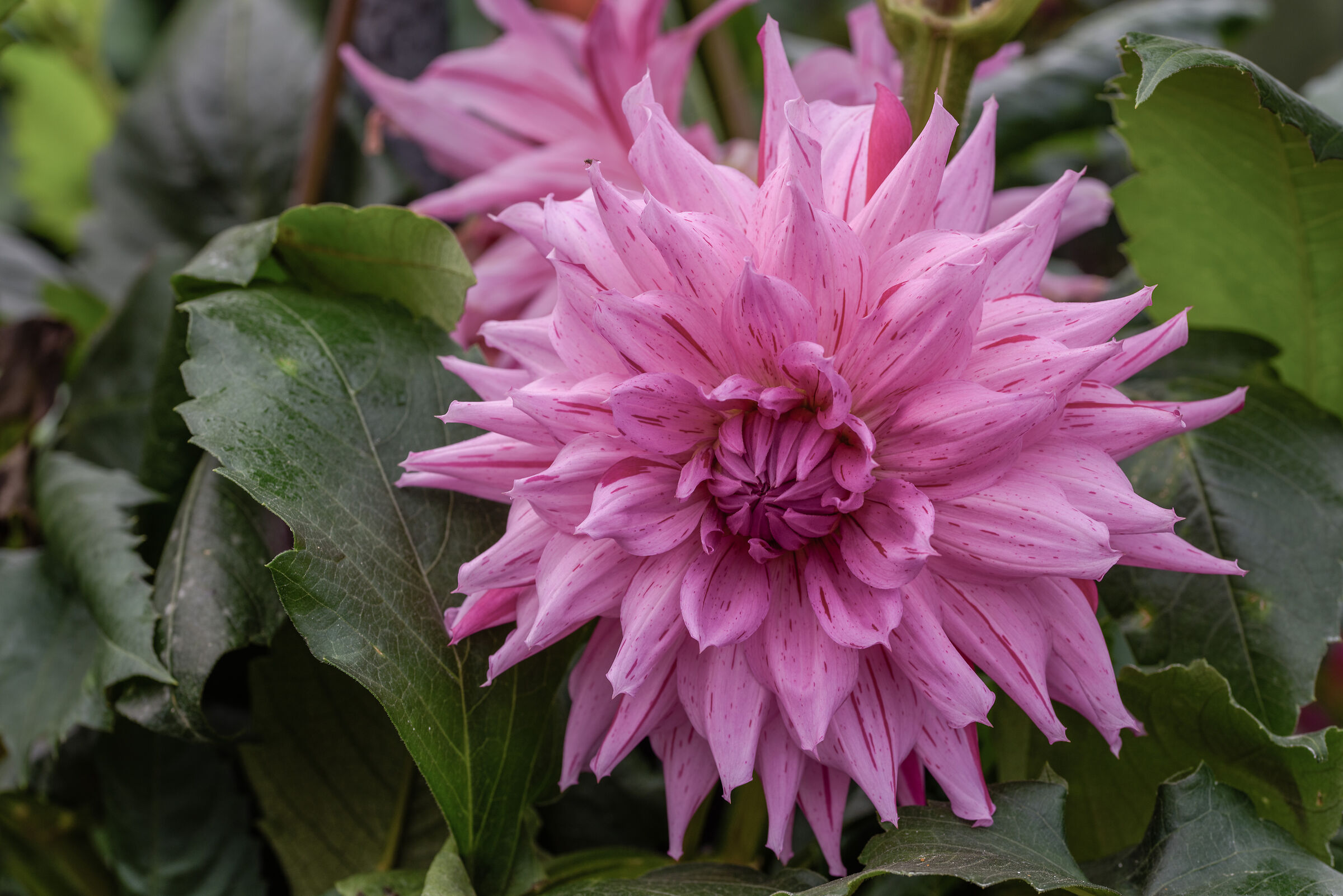 dahlia