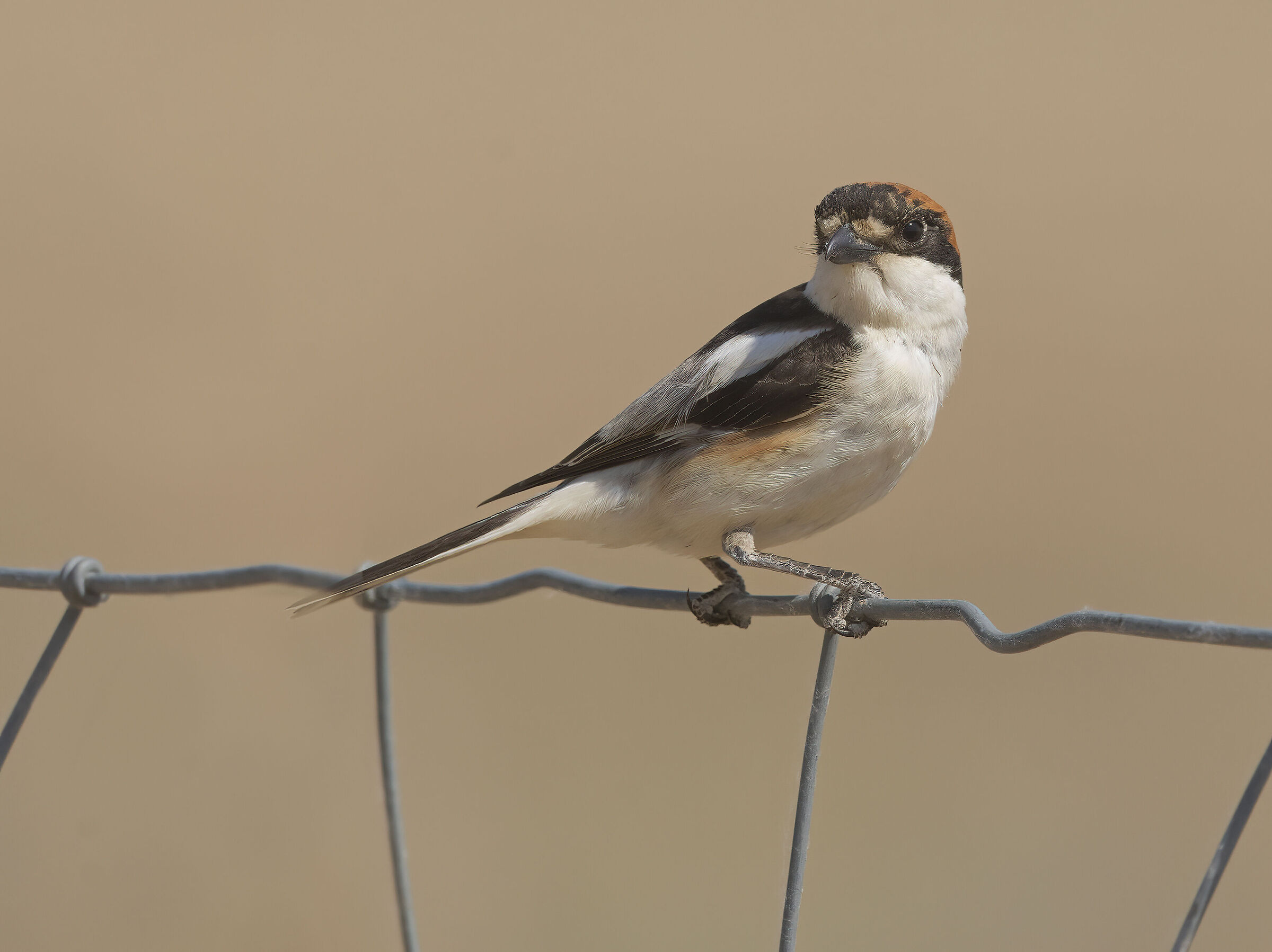 averla capirossa (lanius senator)