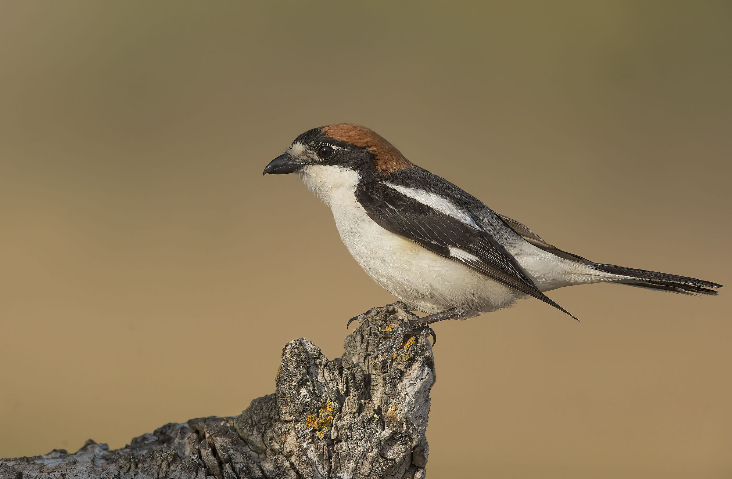 averla capirossa (lanius senator)