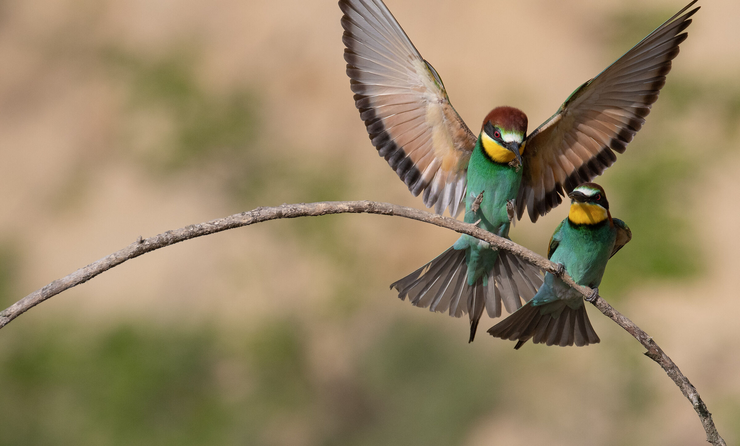 Bee-eaters - The gift 1