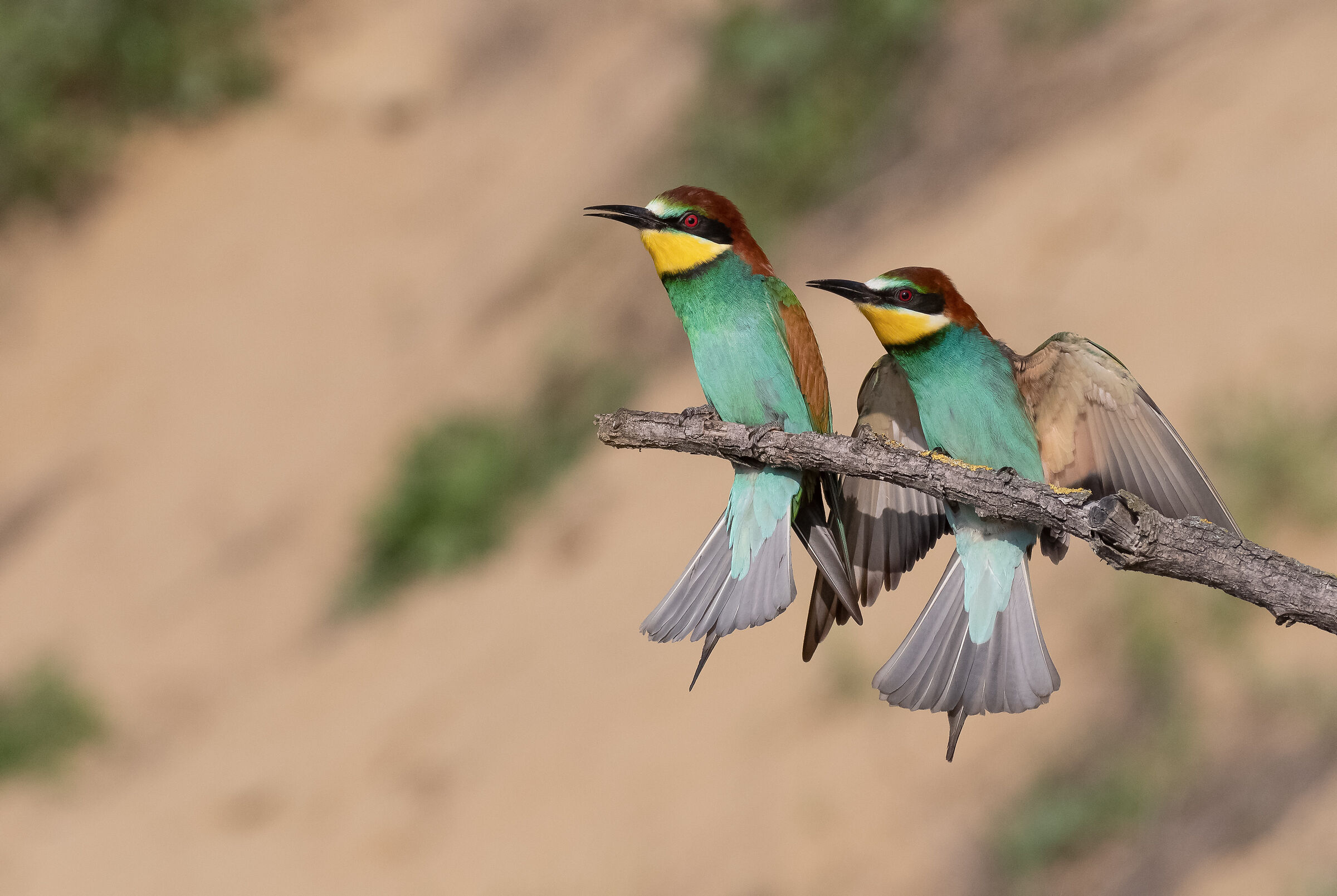 Bee-eaters