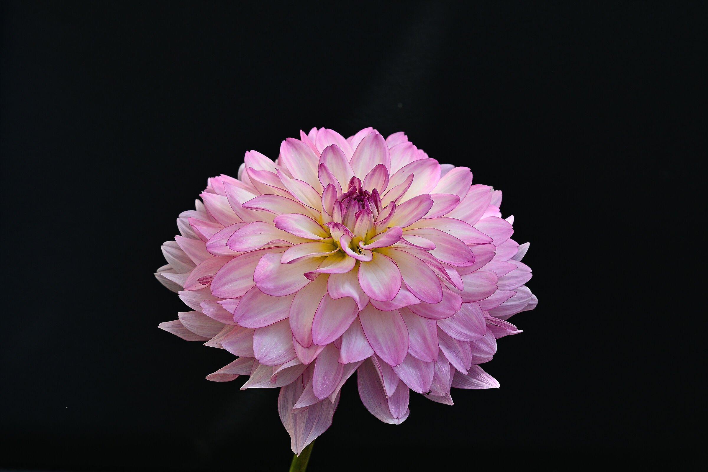 Dahlia