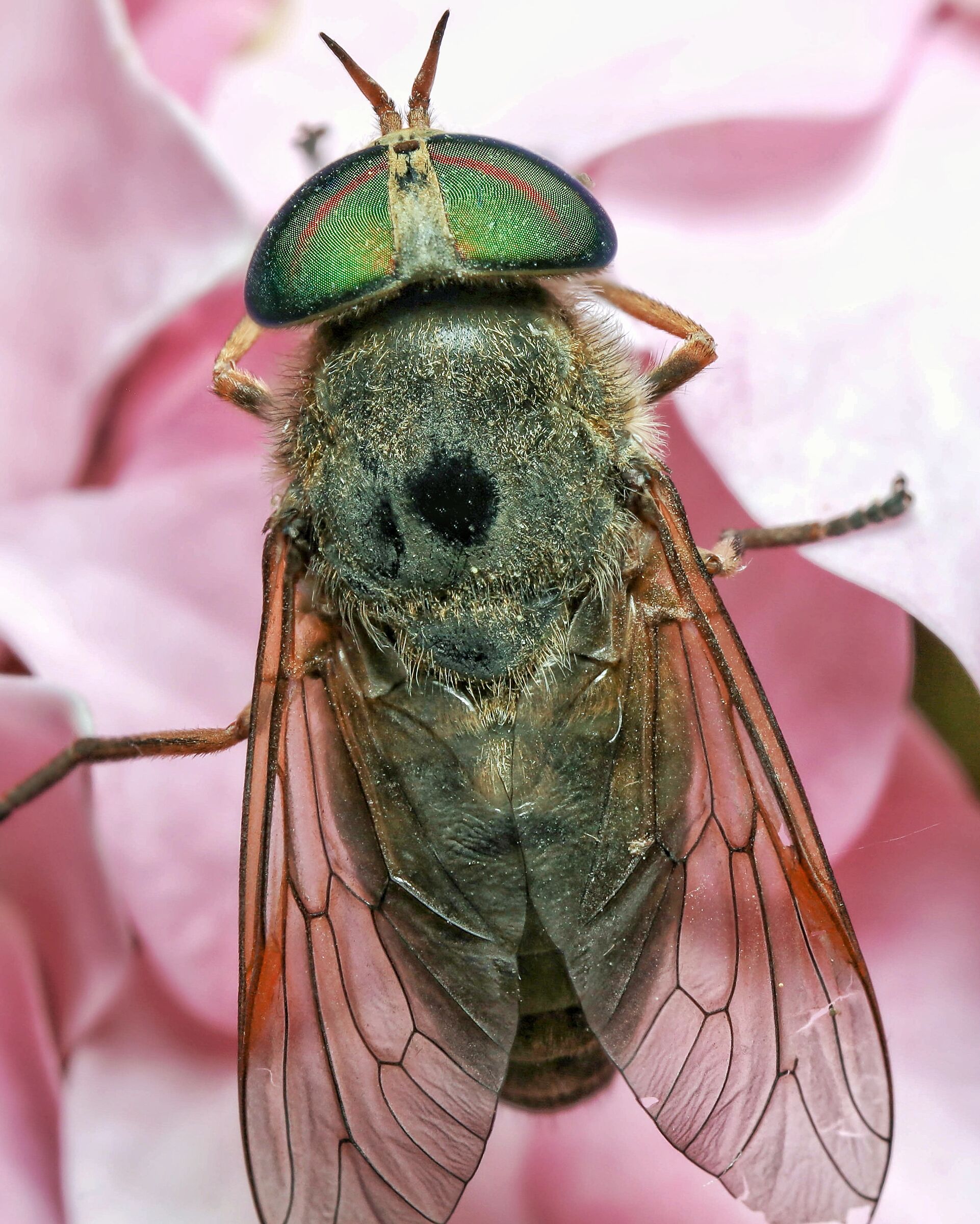 Tabanus nigrovittatus
