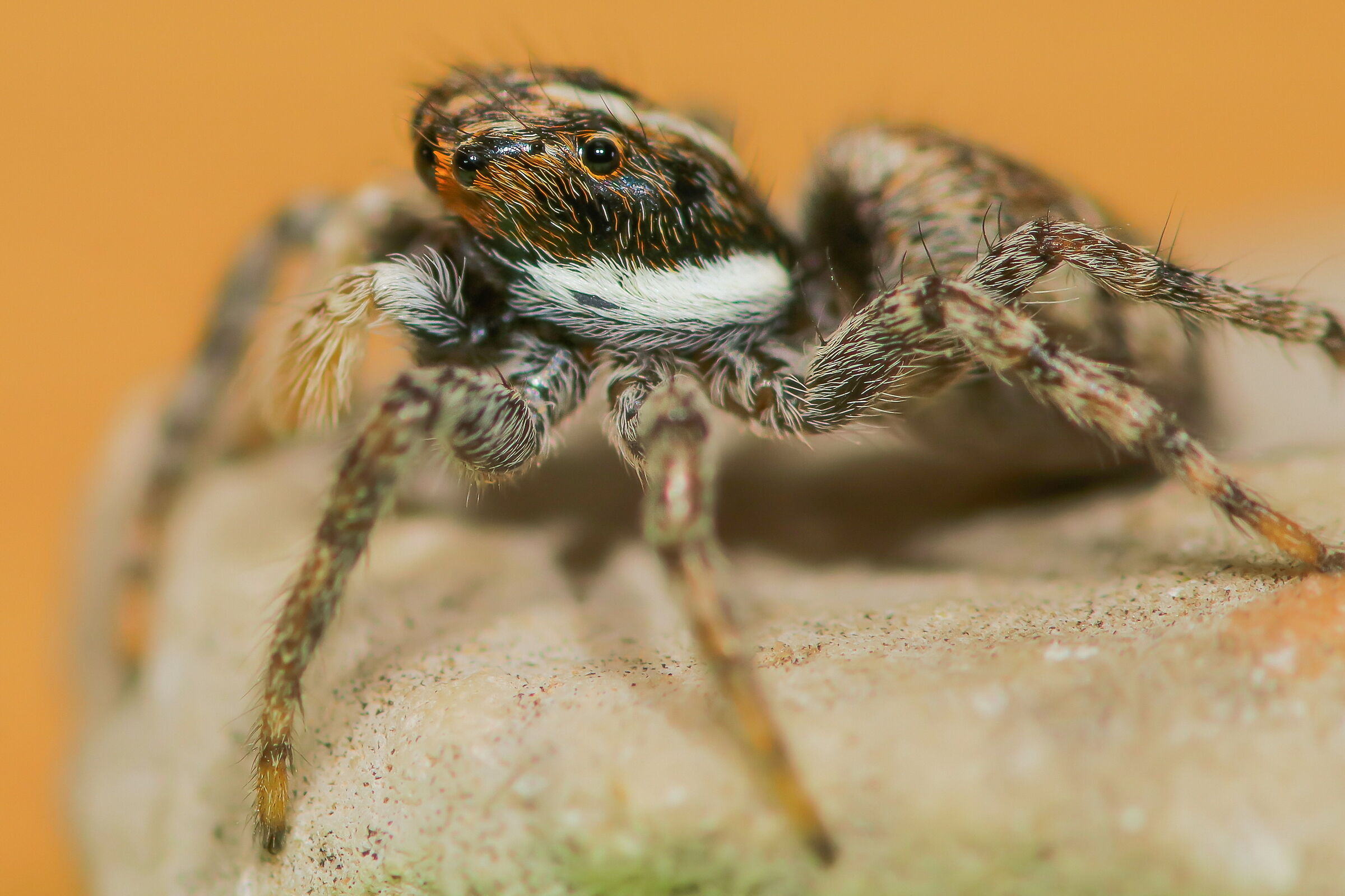 Menemerus semilimbatus