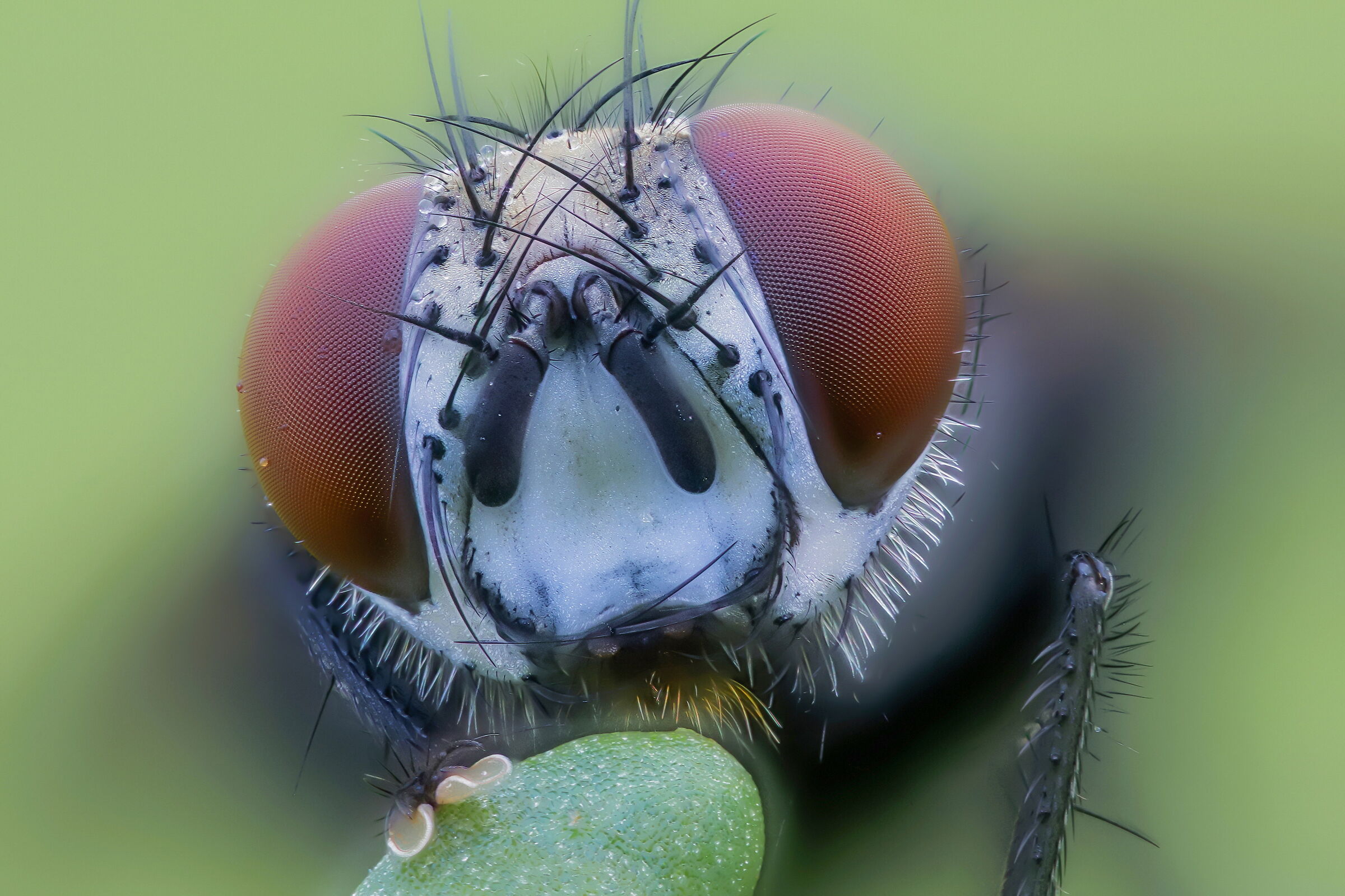 Tachinidae Exoristinae sp.