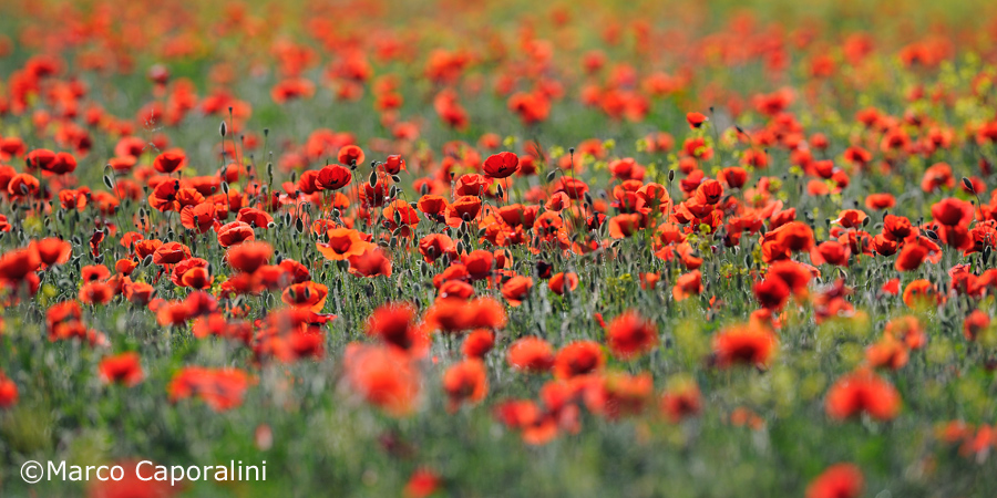 Field of poppies