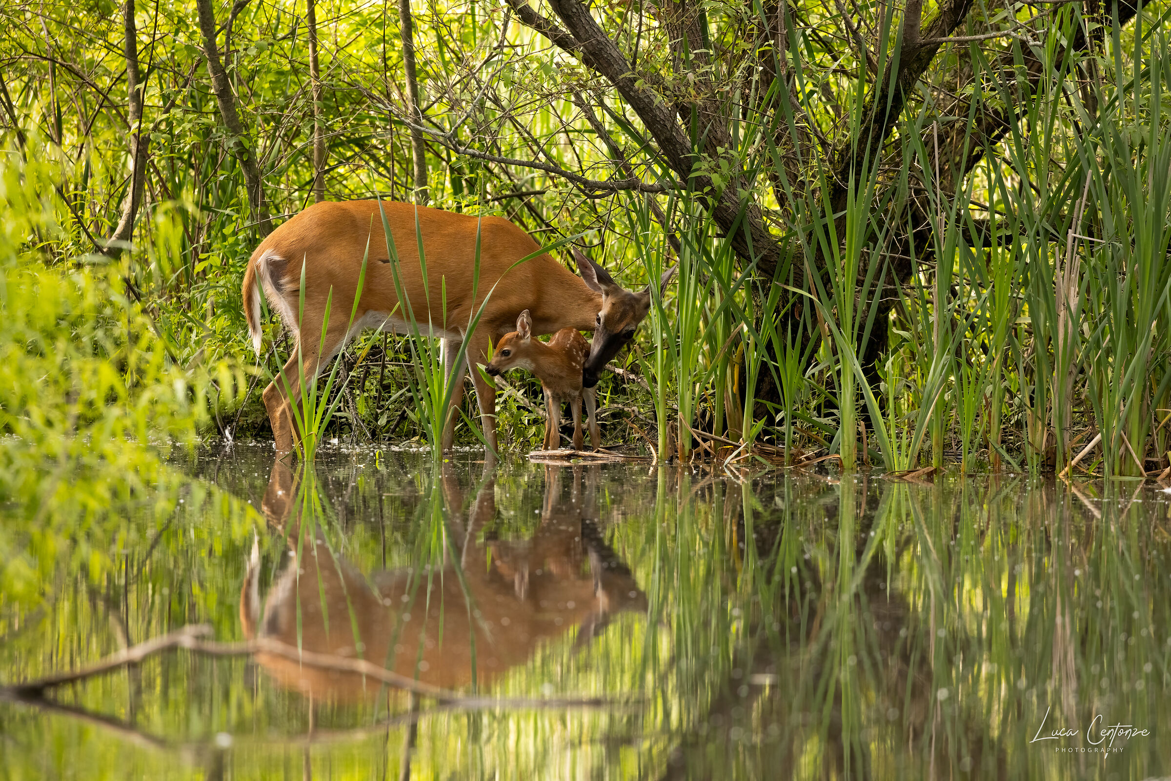 The mother with the little bambi