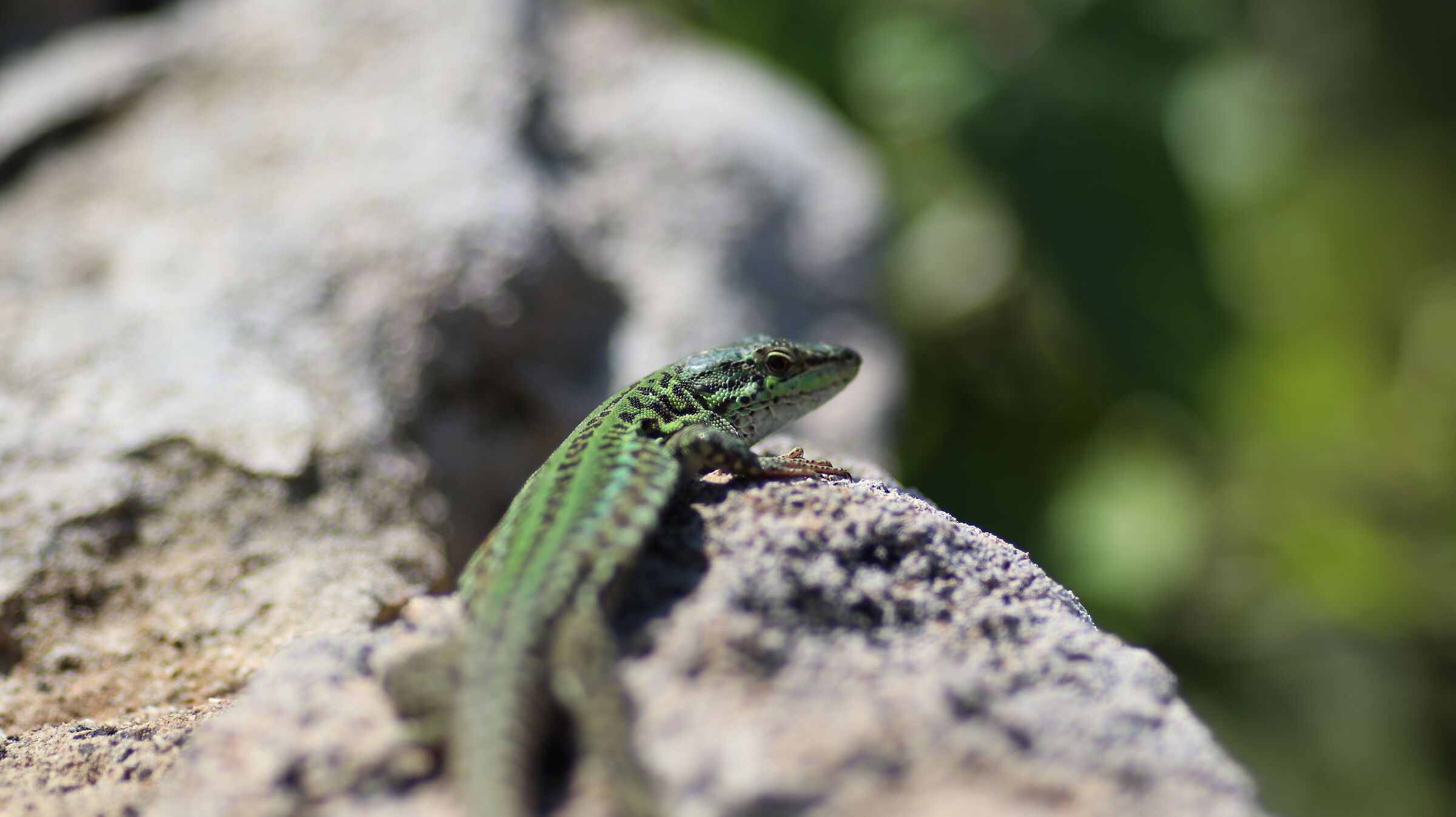" @ F. 2 ", Crop 216, Canon 135 F. 2 L , 80 D