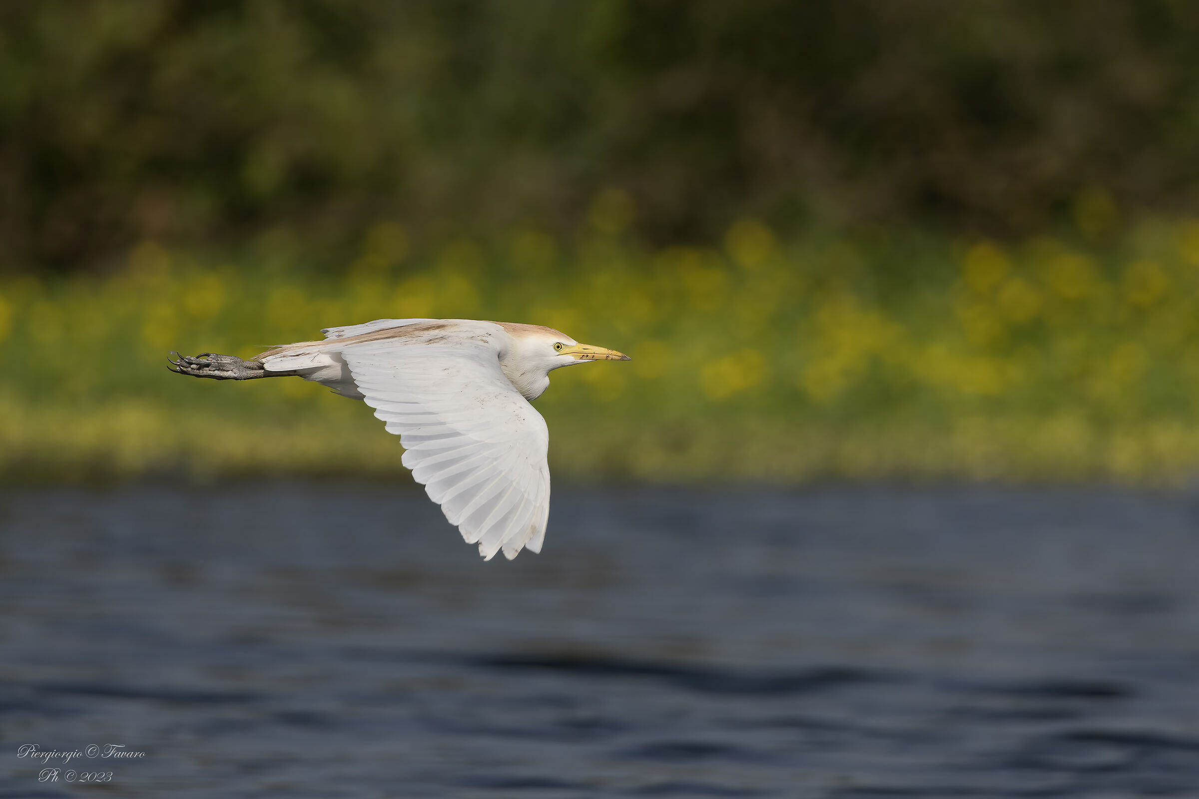 Cattle egret