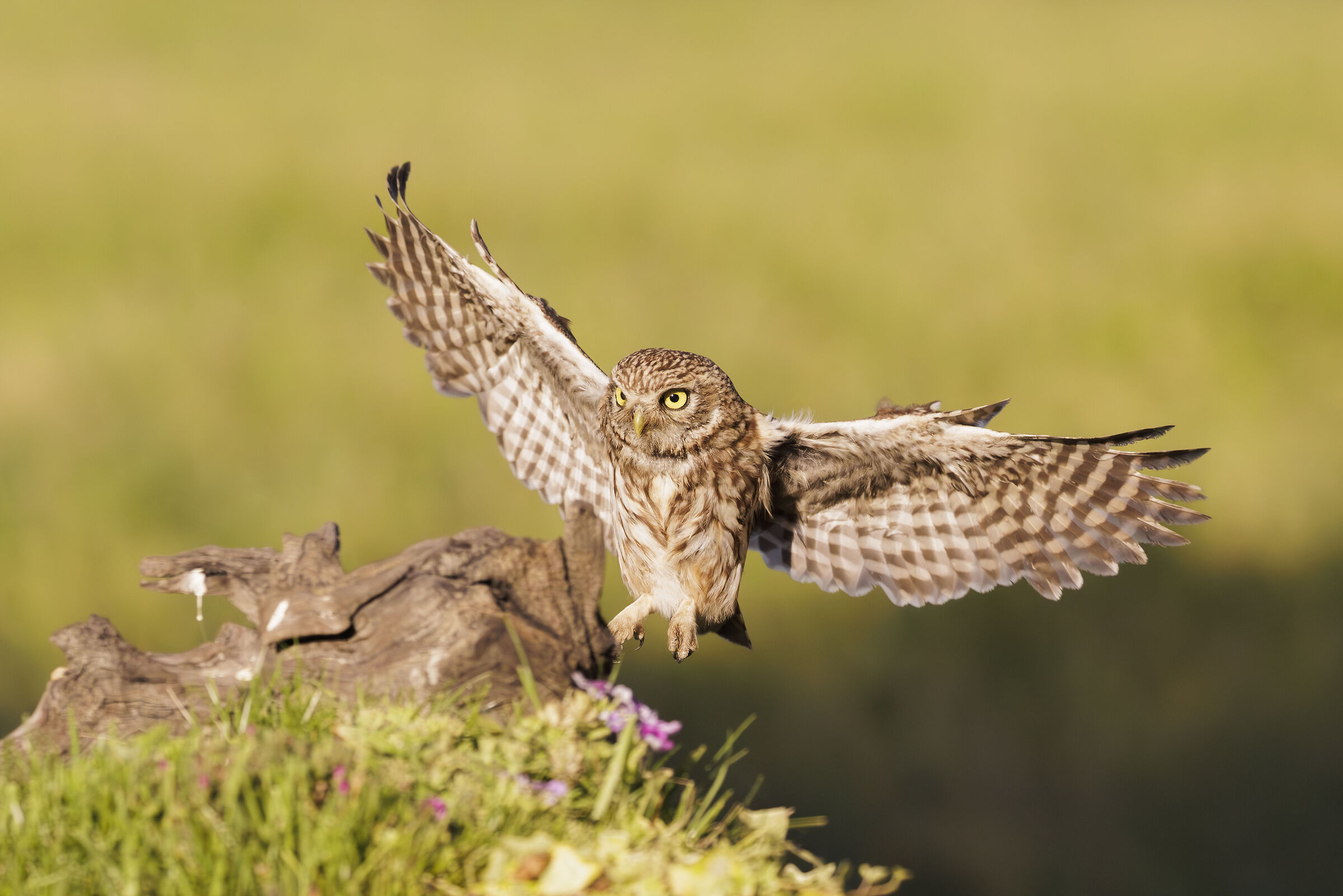 Owl coming soon