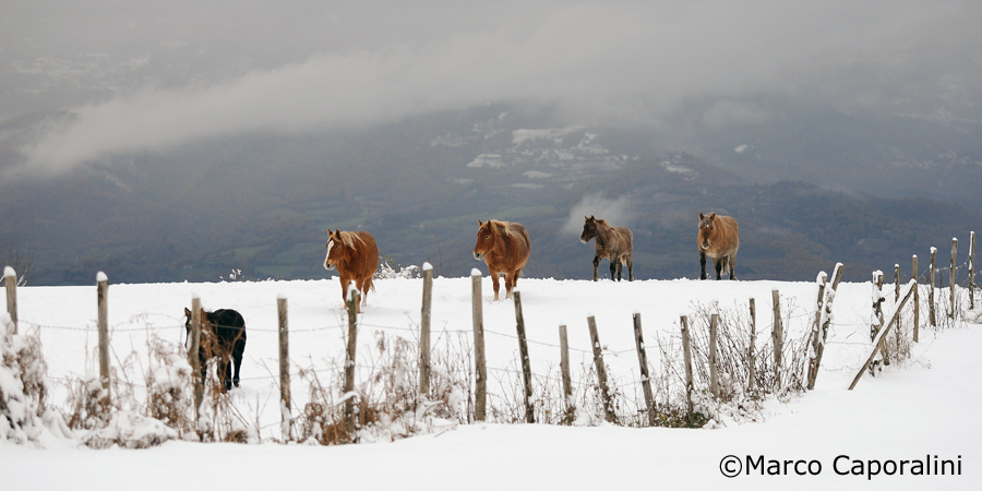 Horses in the snow