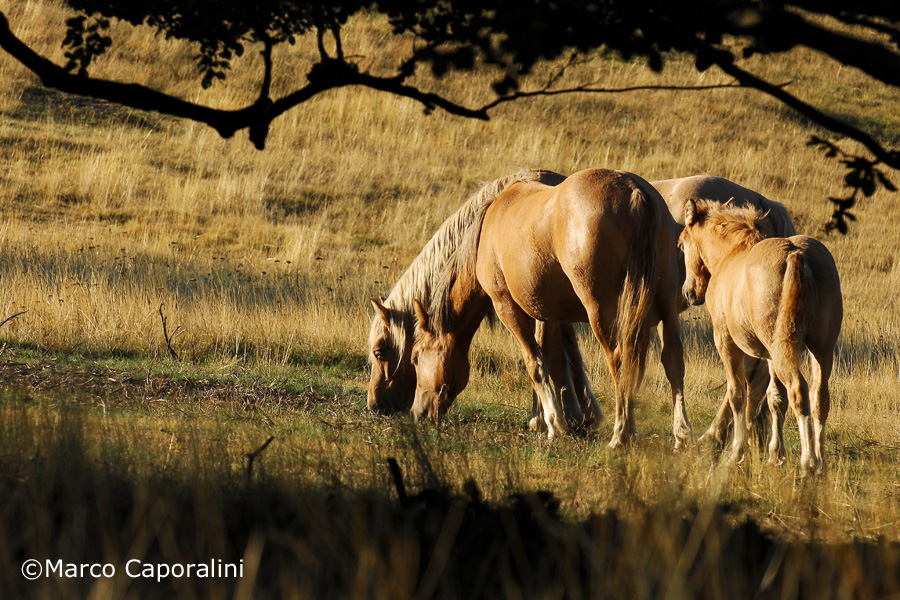 Horses grazing