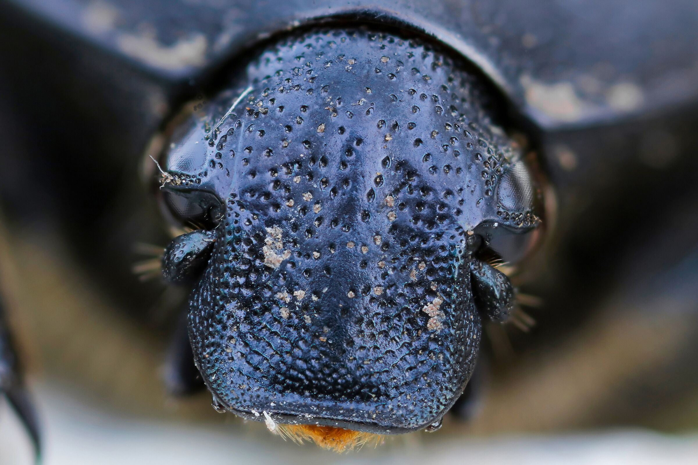 Protaetia (Potosia) opaque