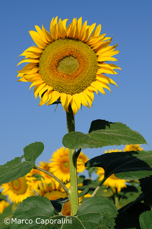 Sunflower