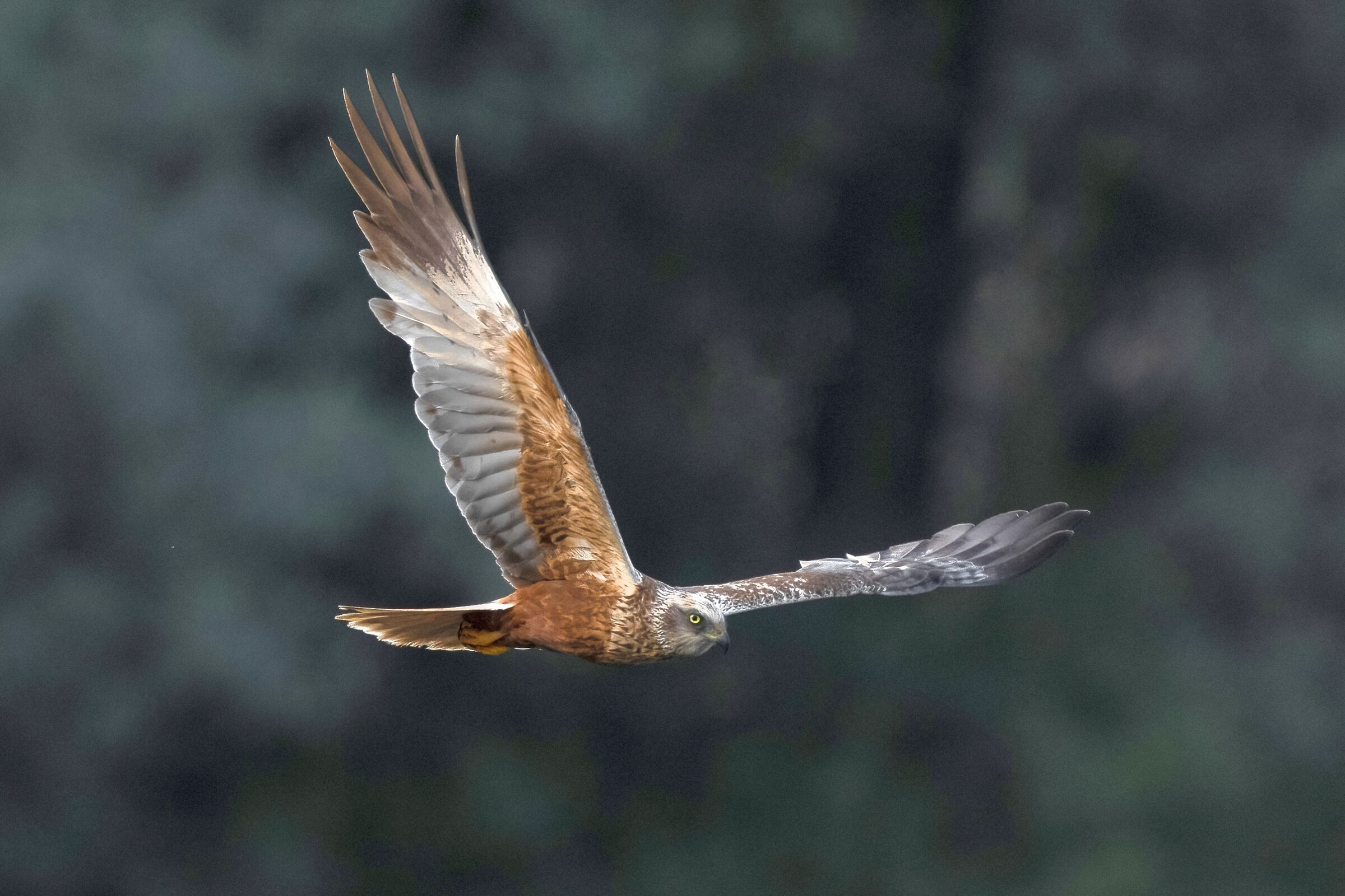 Marsh harrier (Circus aeruginosus) male