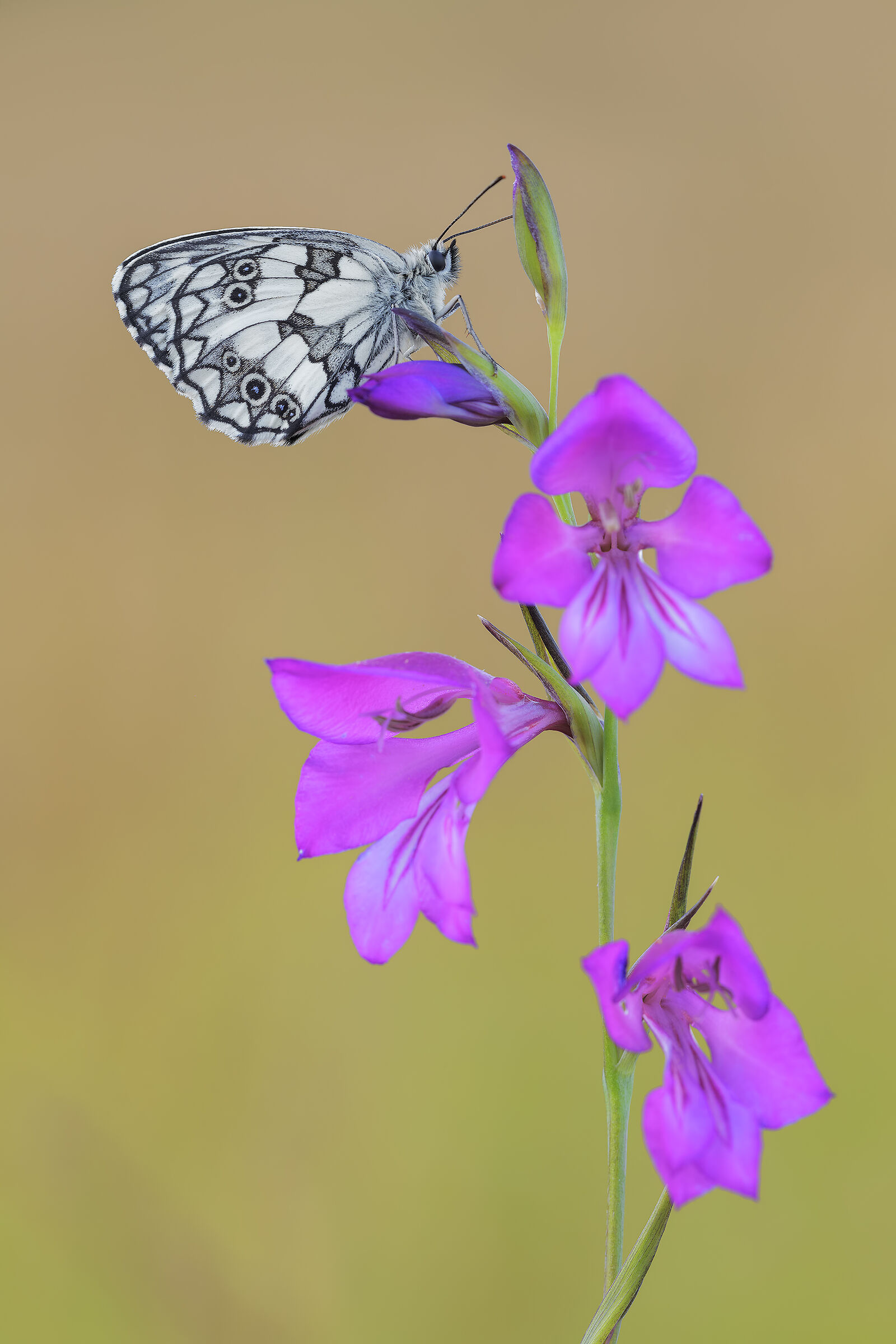 Melanargia galathea