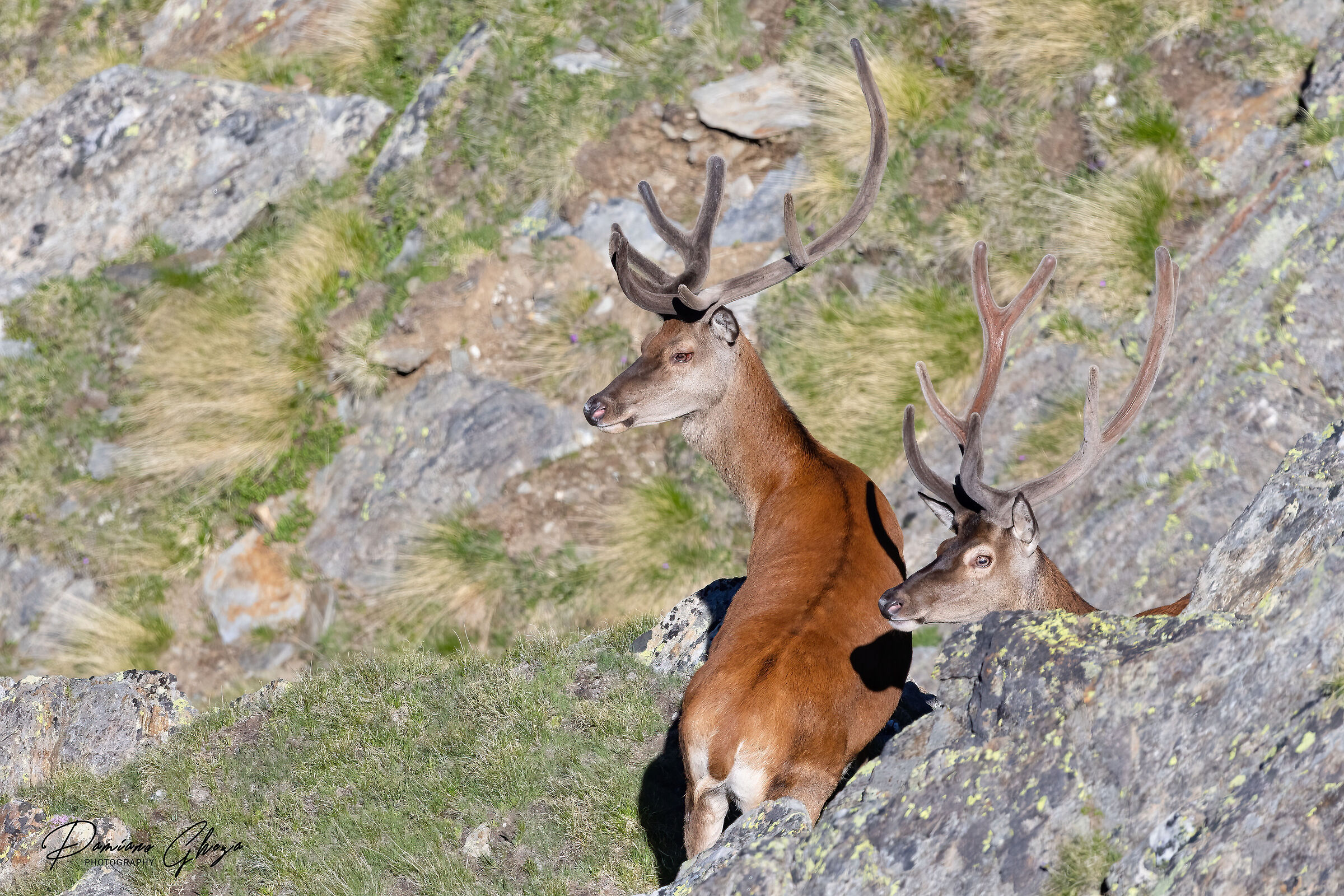 Deer with velvet stage