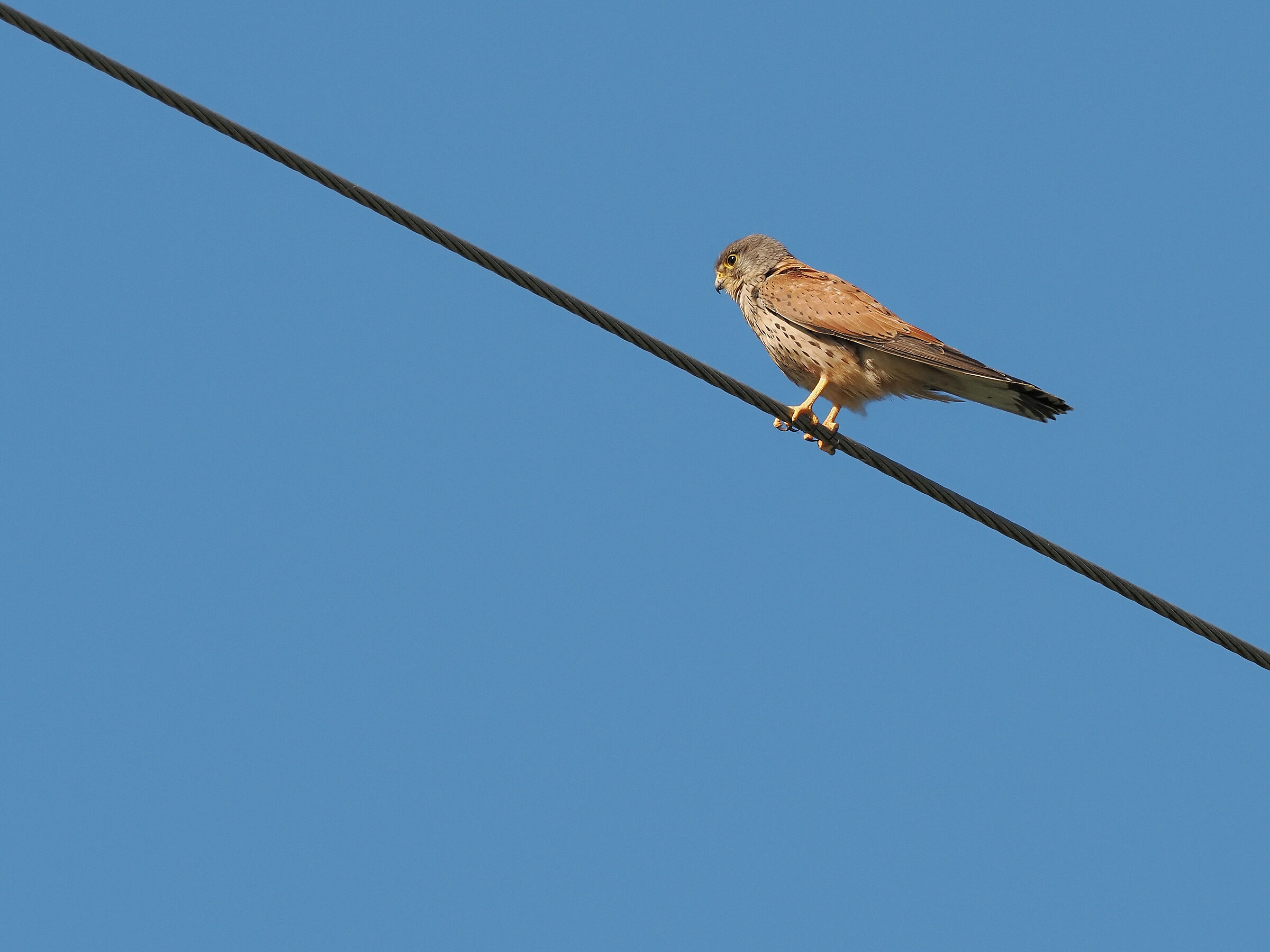 Funambulatory kestrel