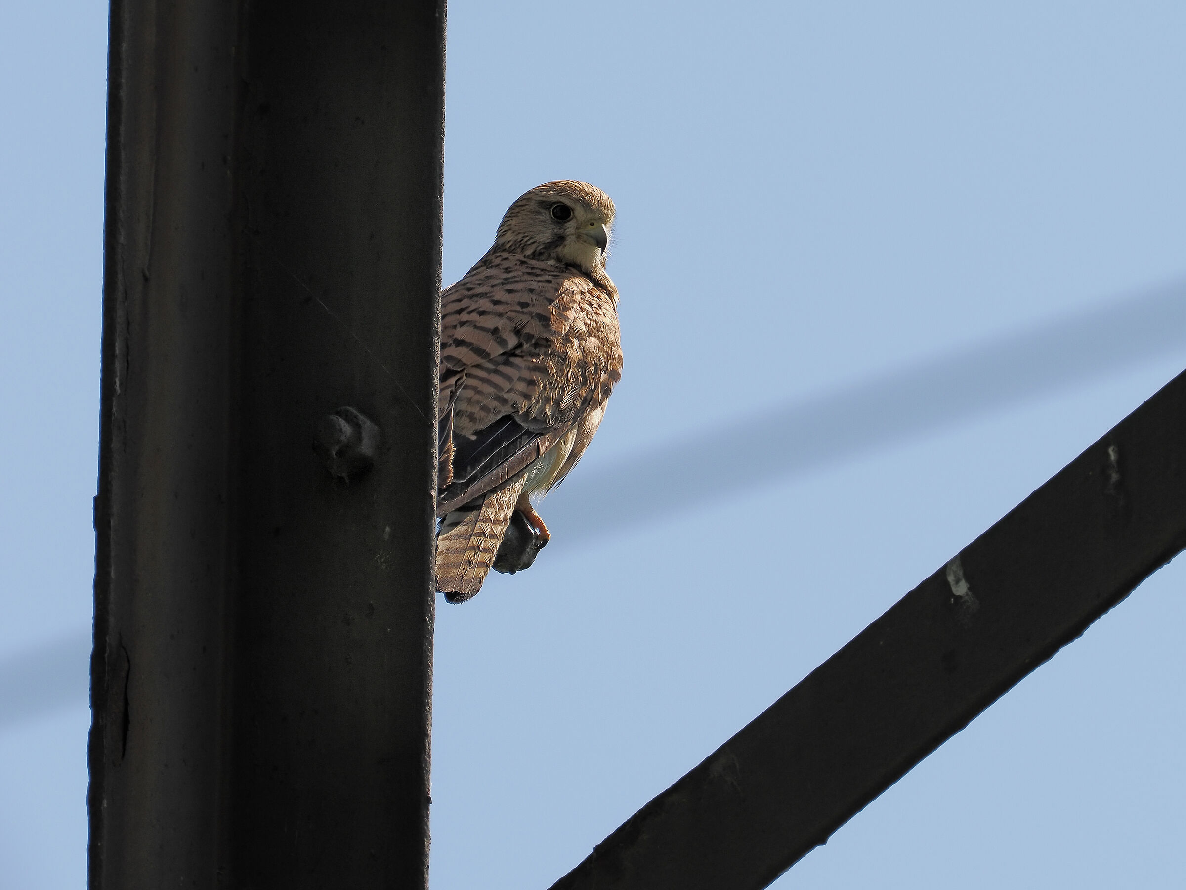 Electric kestrel