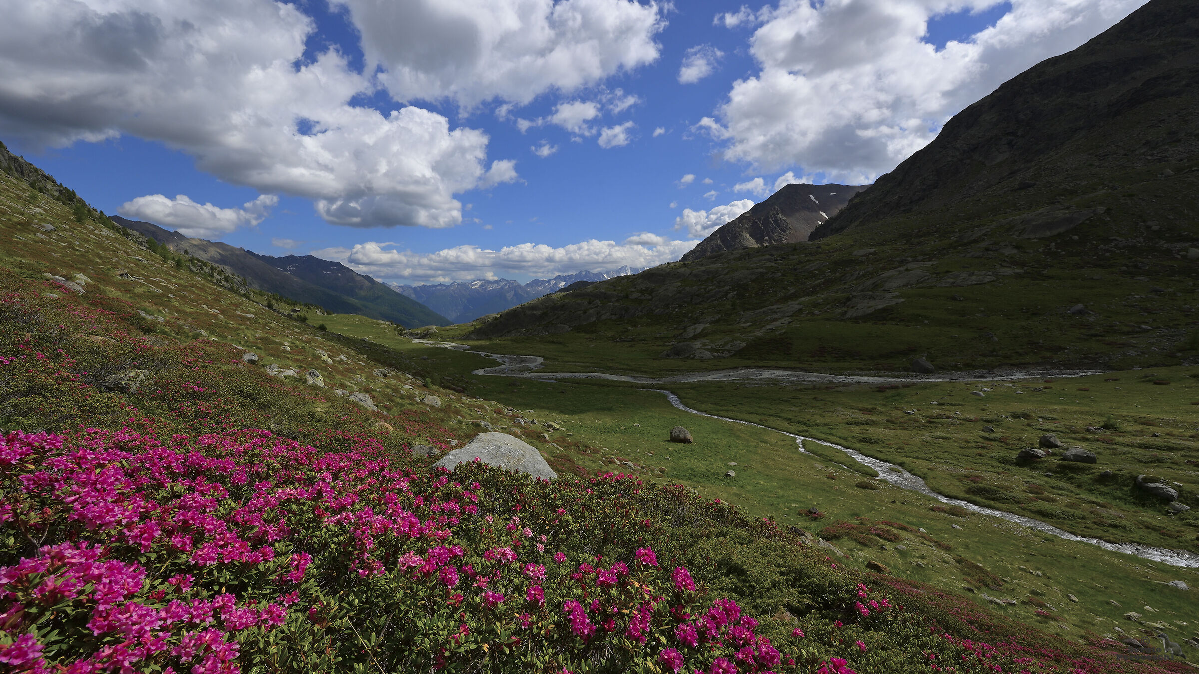 The land of rhododendrons