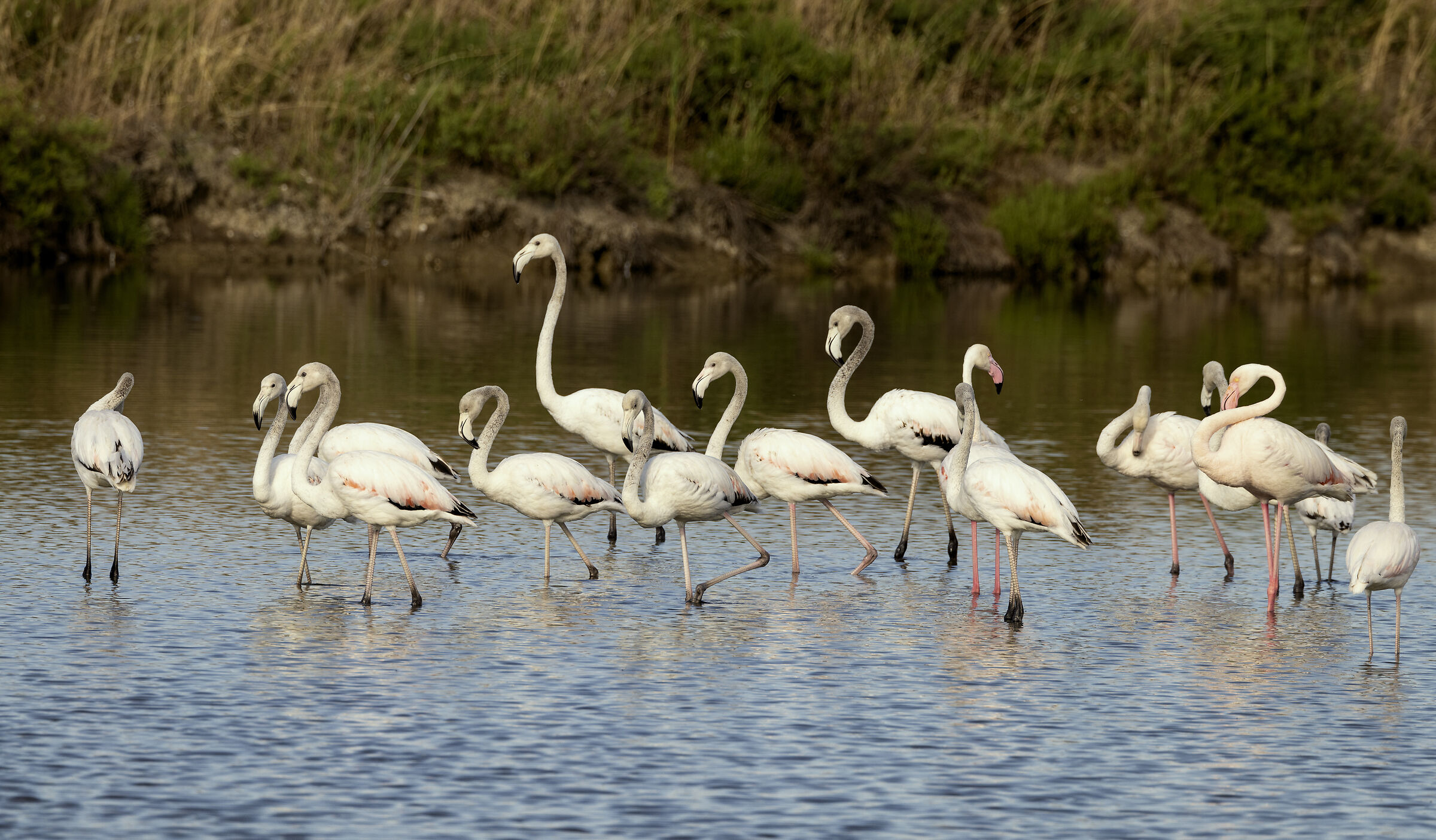 a flock of flamingos