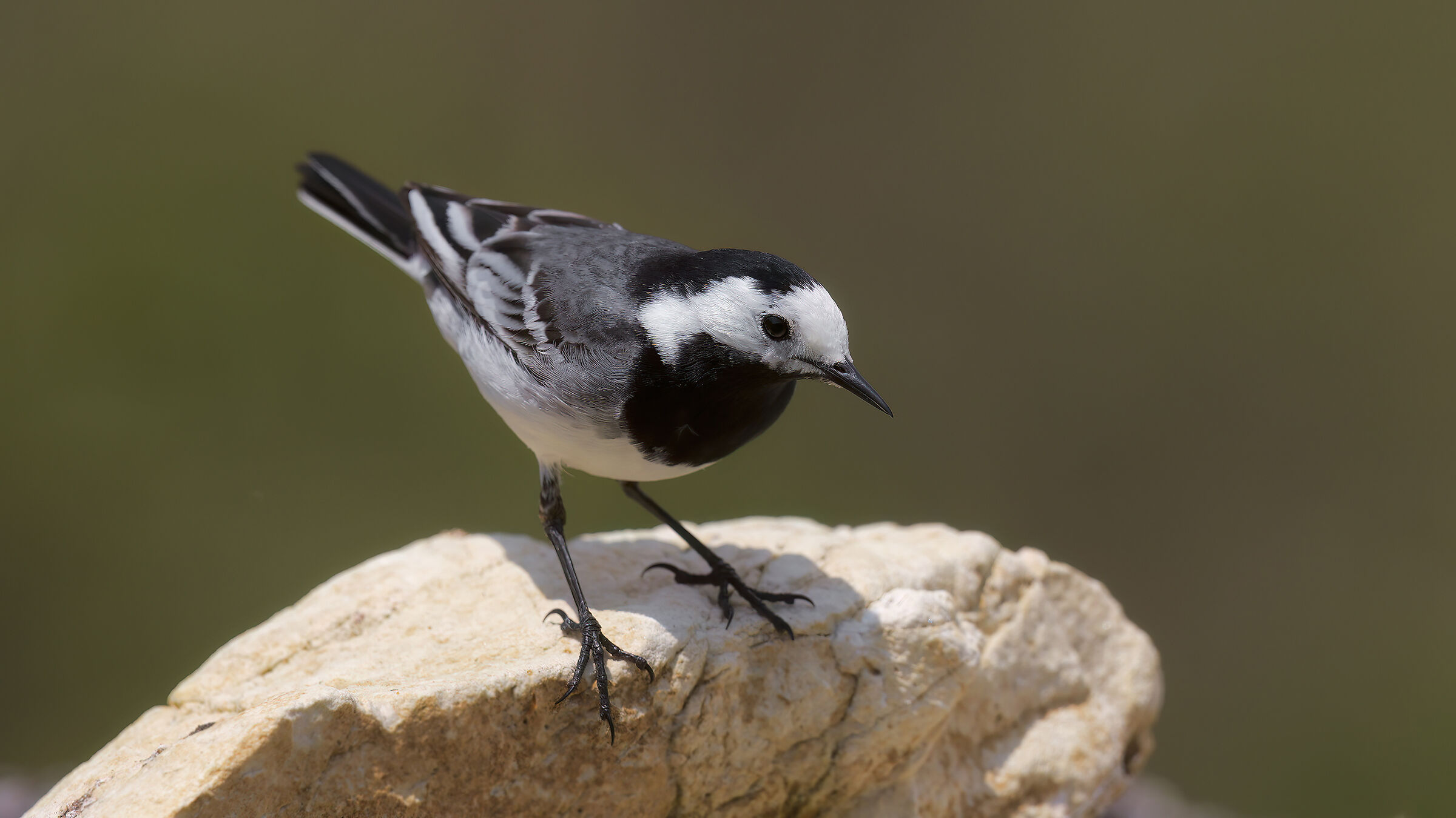 White wagtail