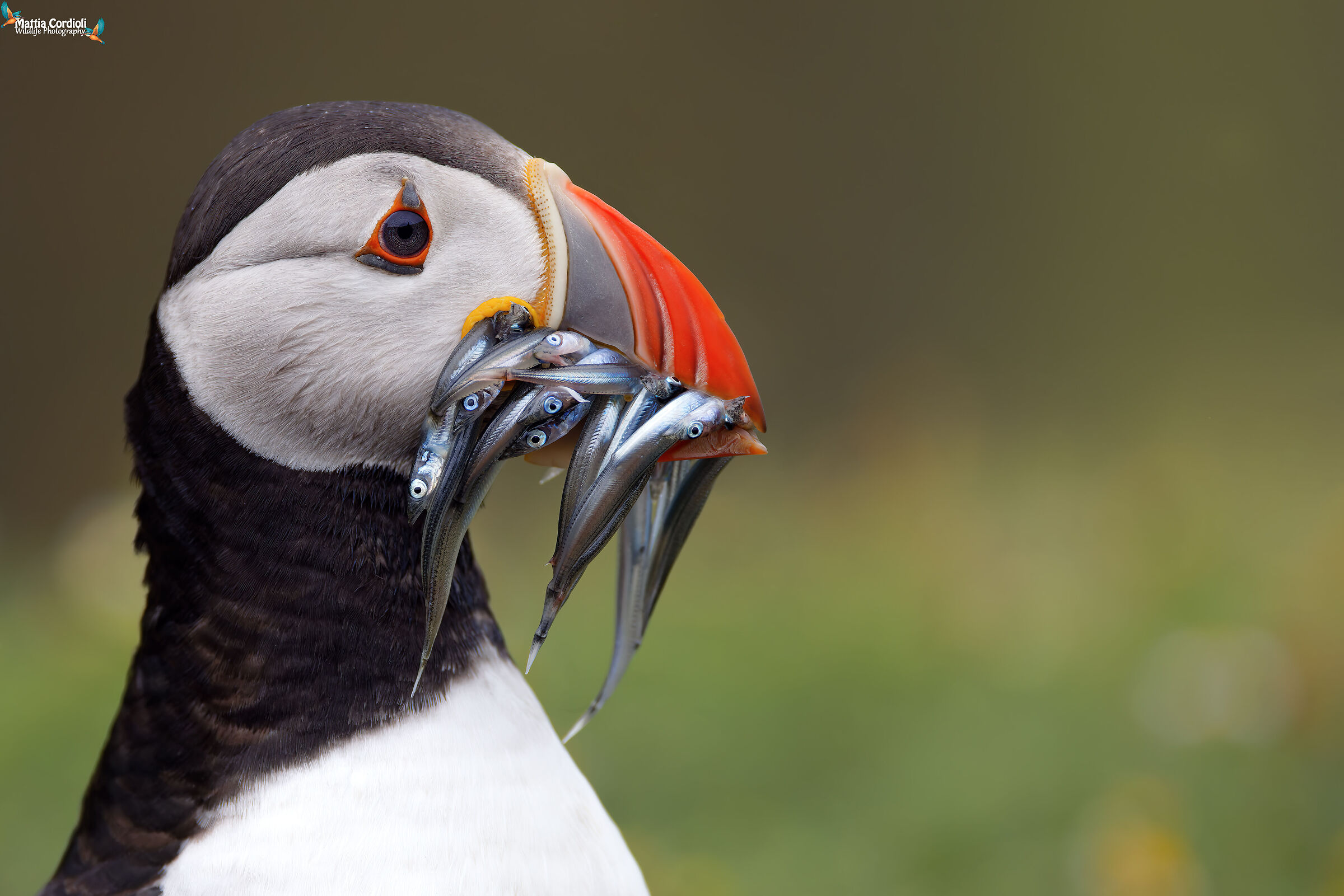 Puffin