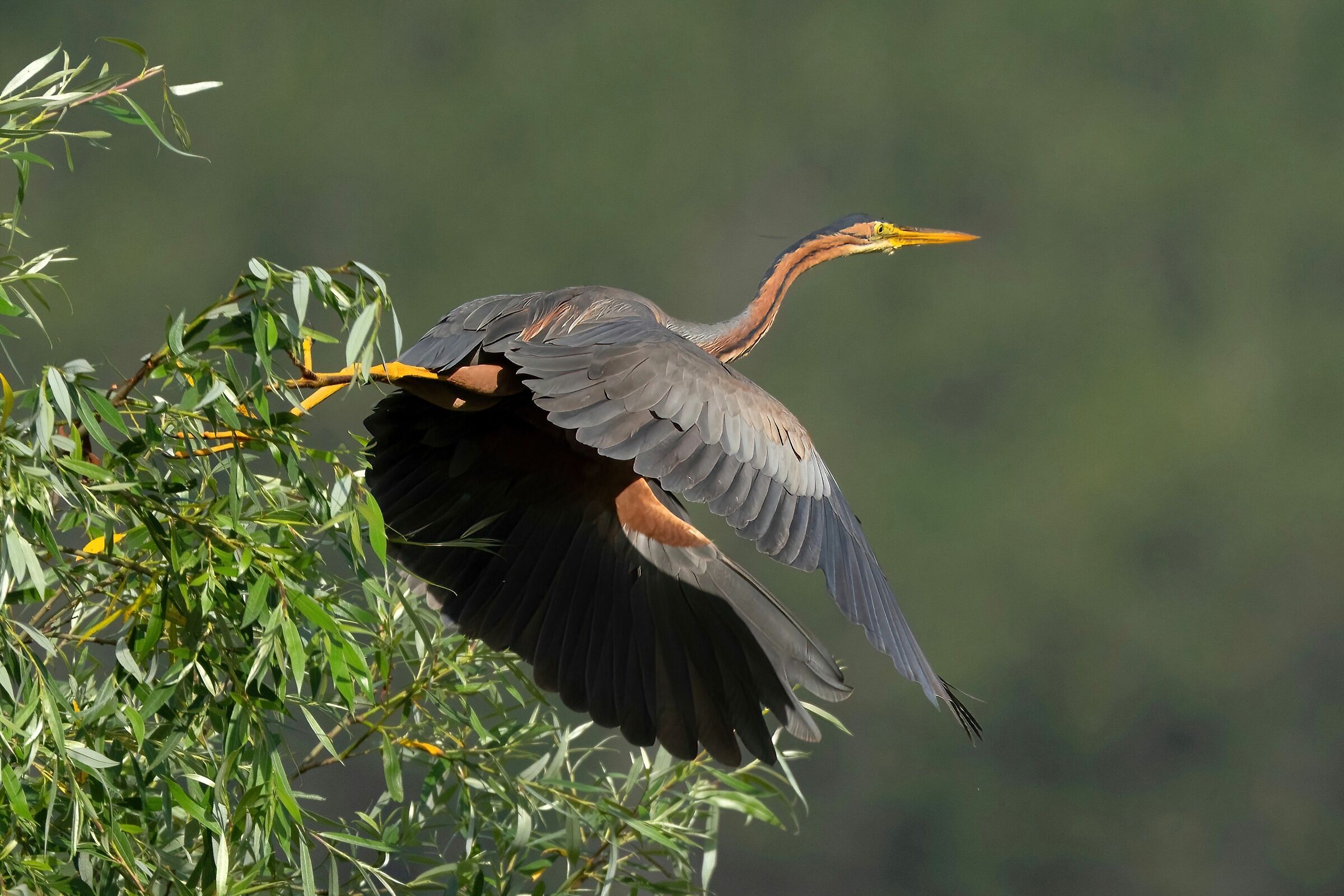 Purple Heron (Ardea purpurea)