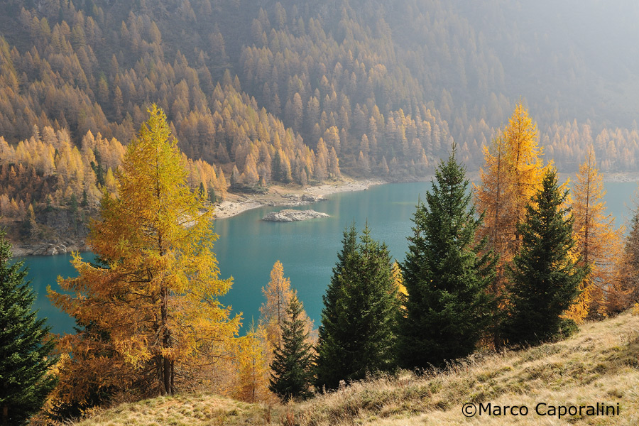 Larch trees in autumn