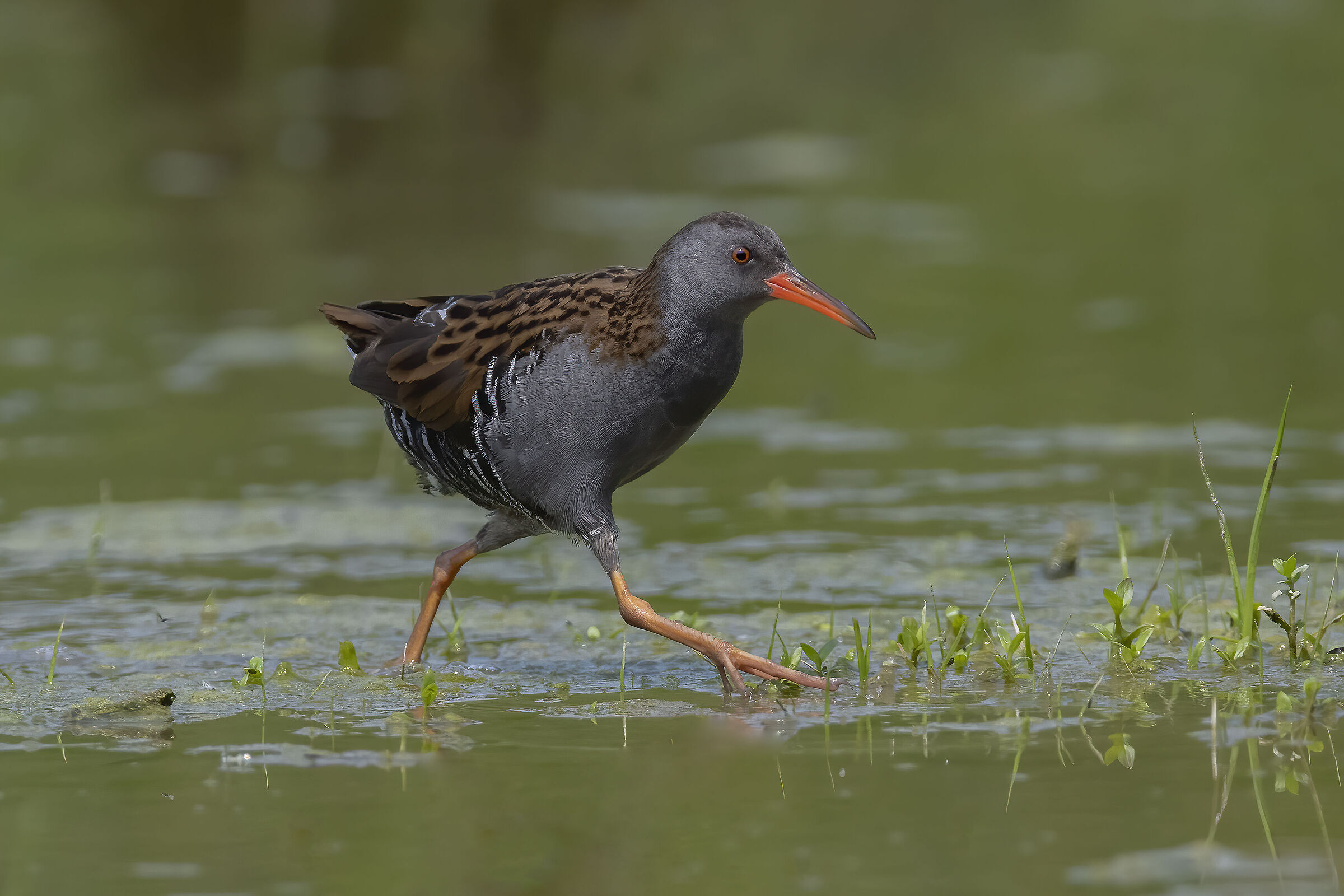 water rail