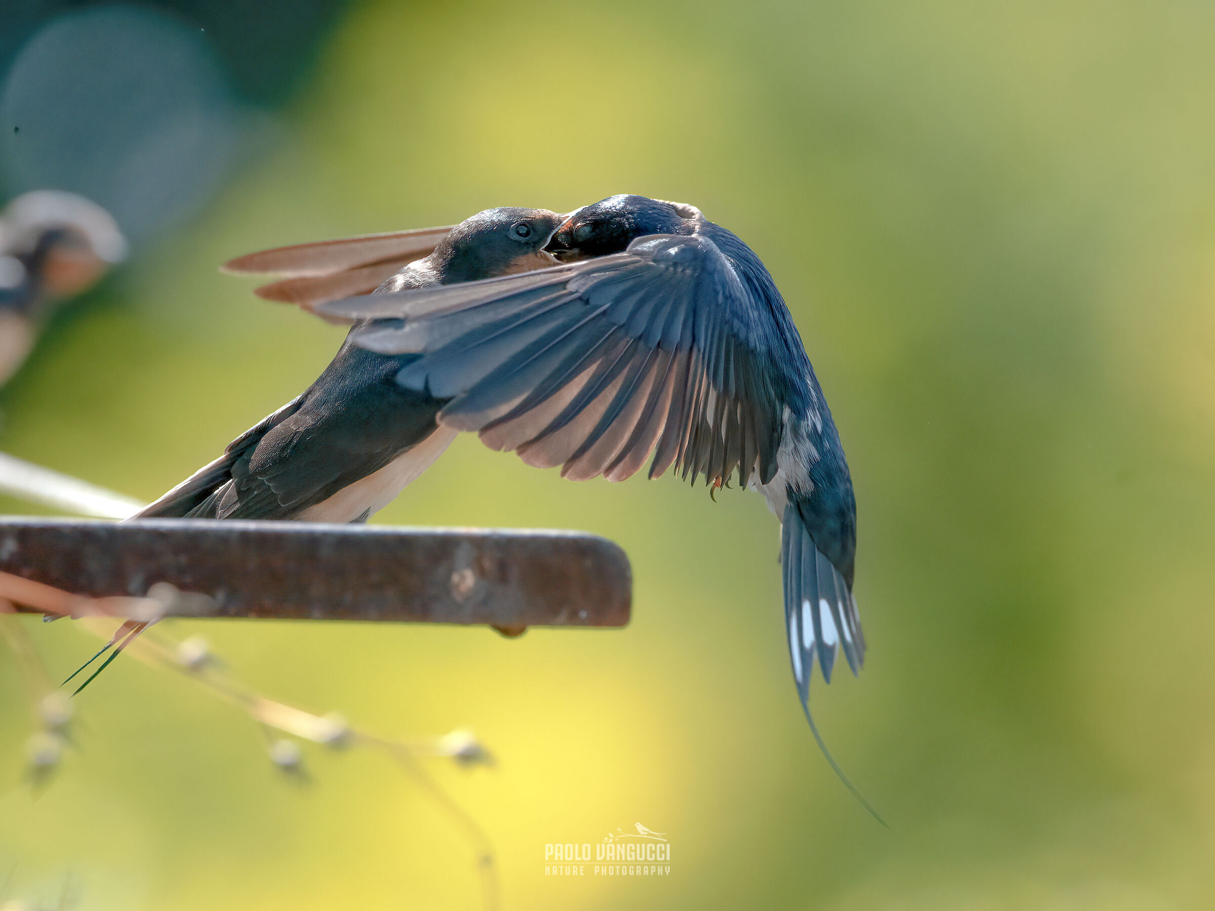 Swallow / Hirundo rustica / Barn swallow