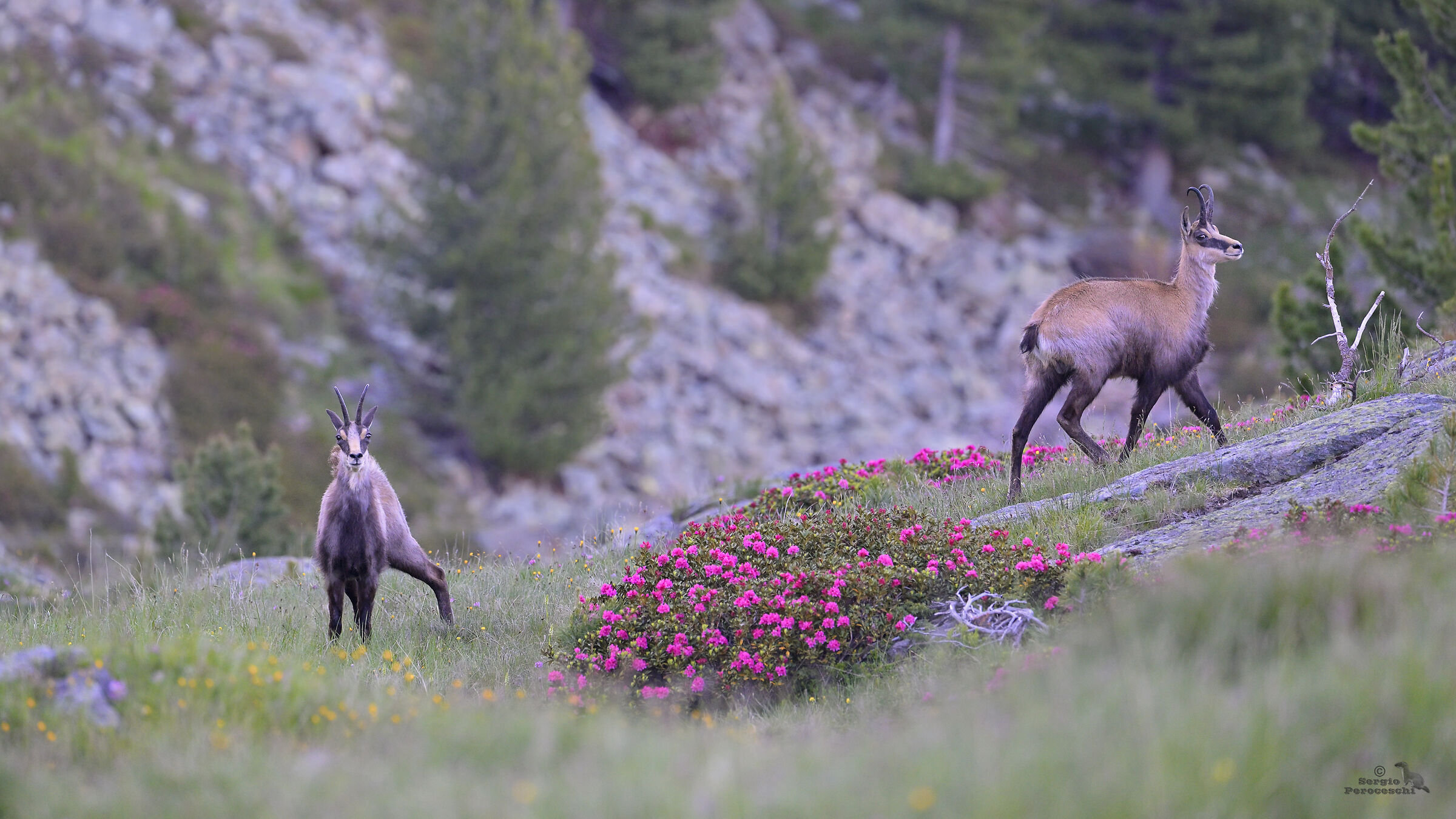 Chamois among rhododendrons