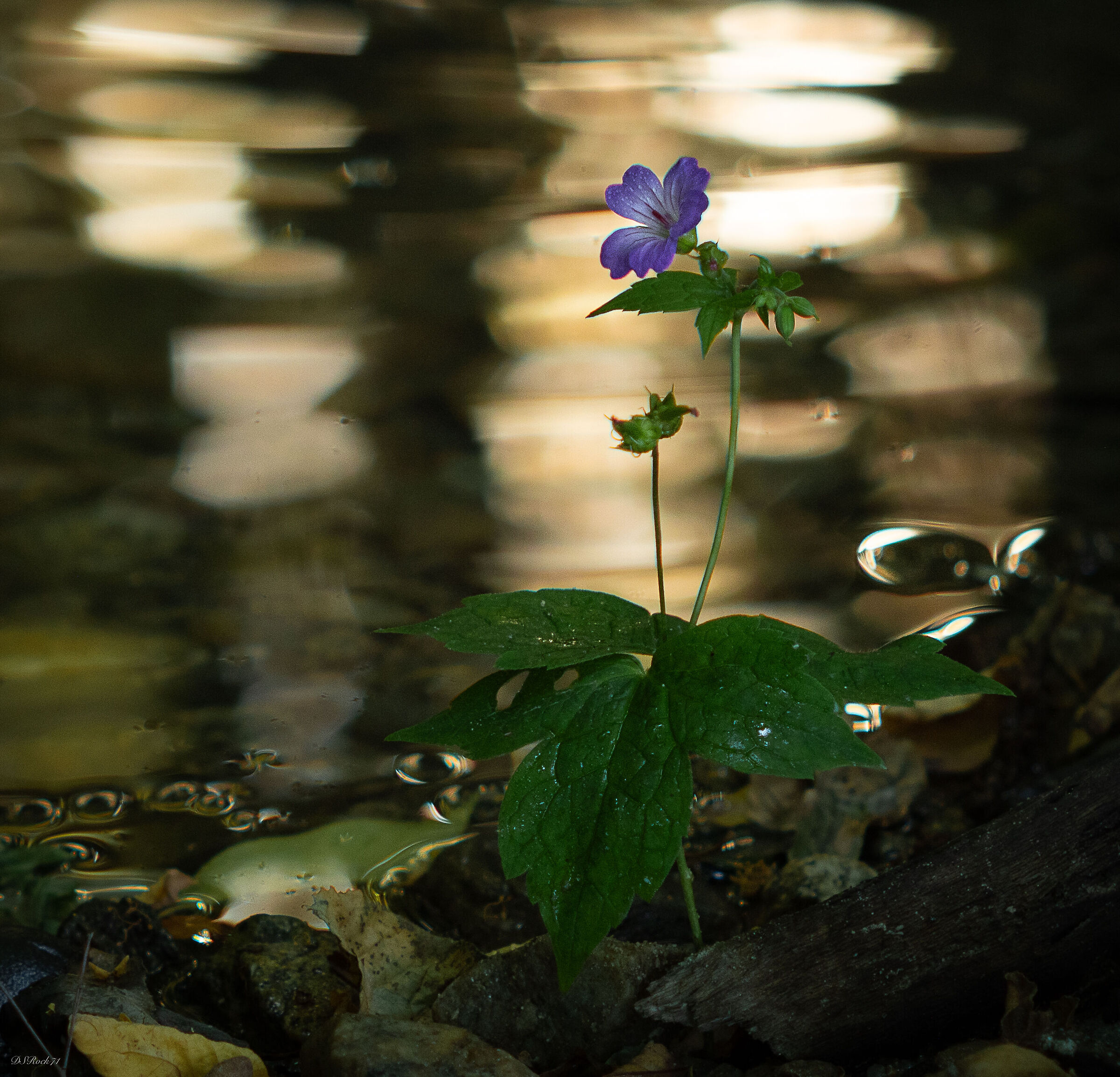 flower on the river