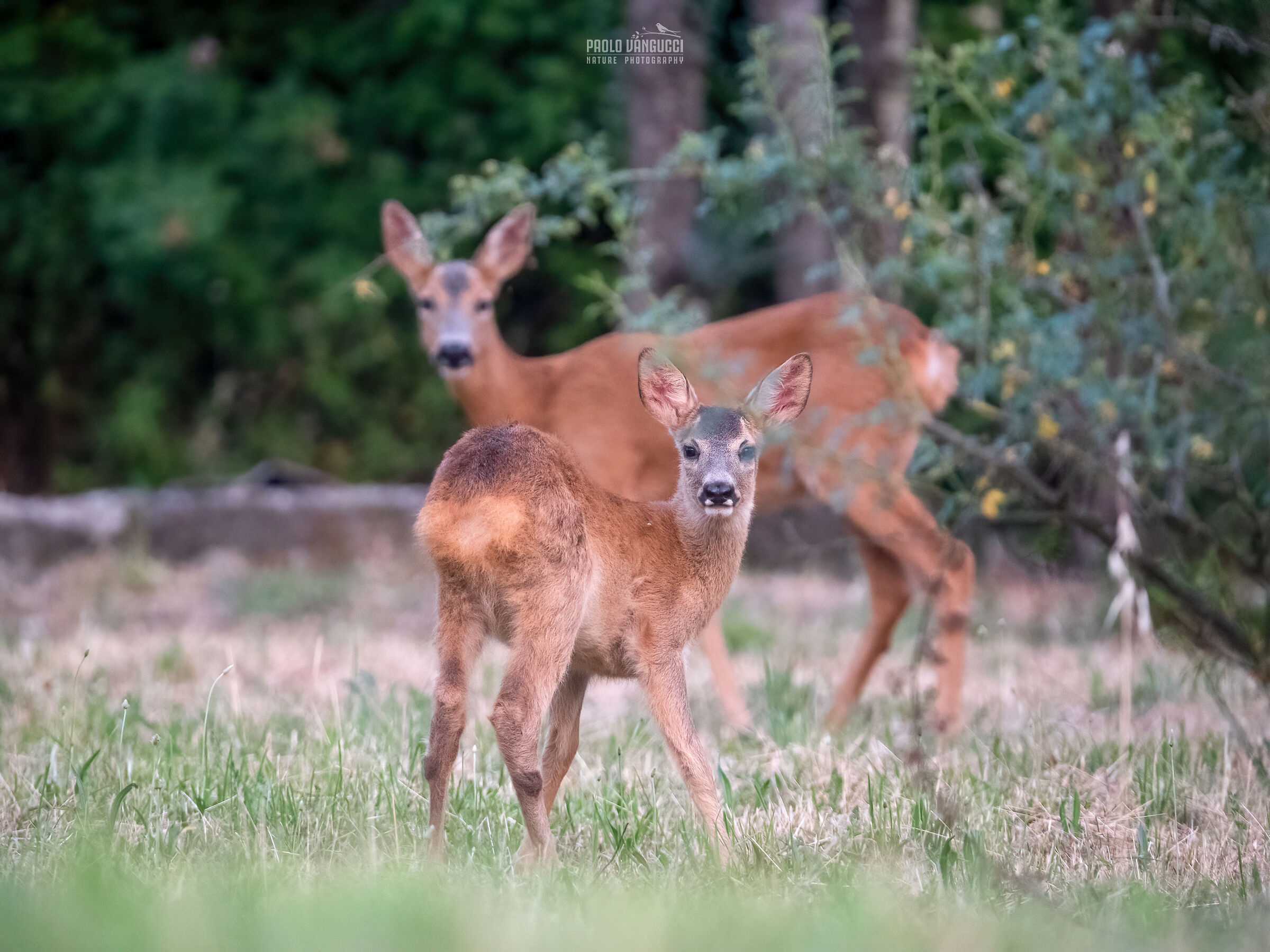 Caprioletto with Mom