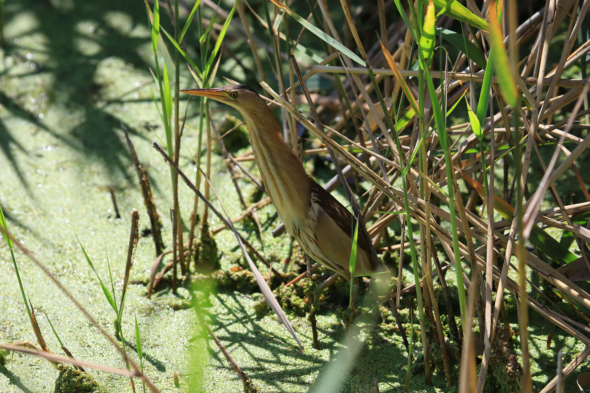 Tarabusino