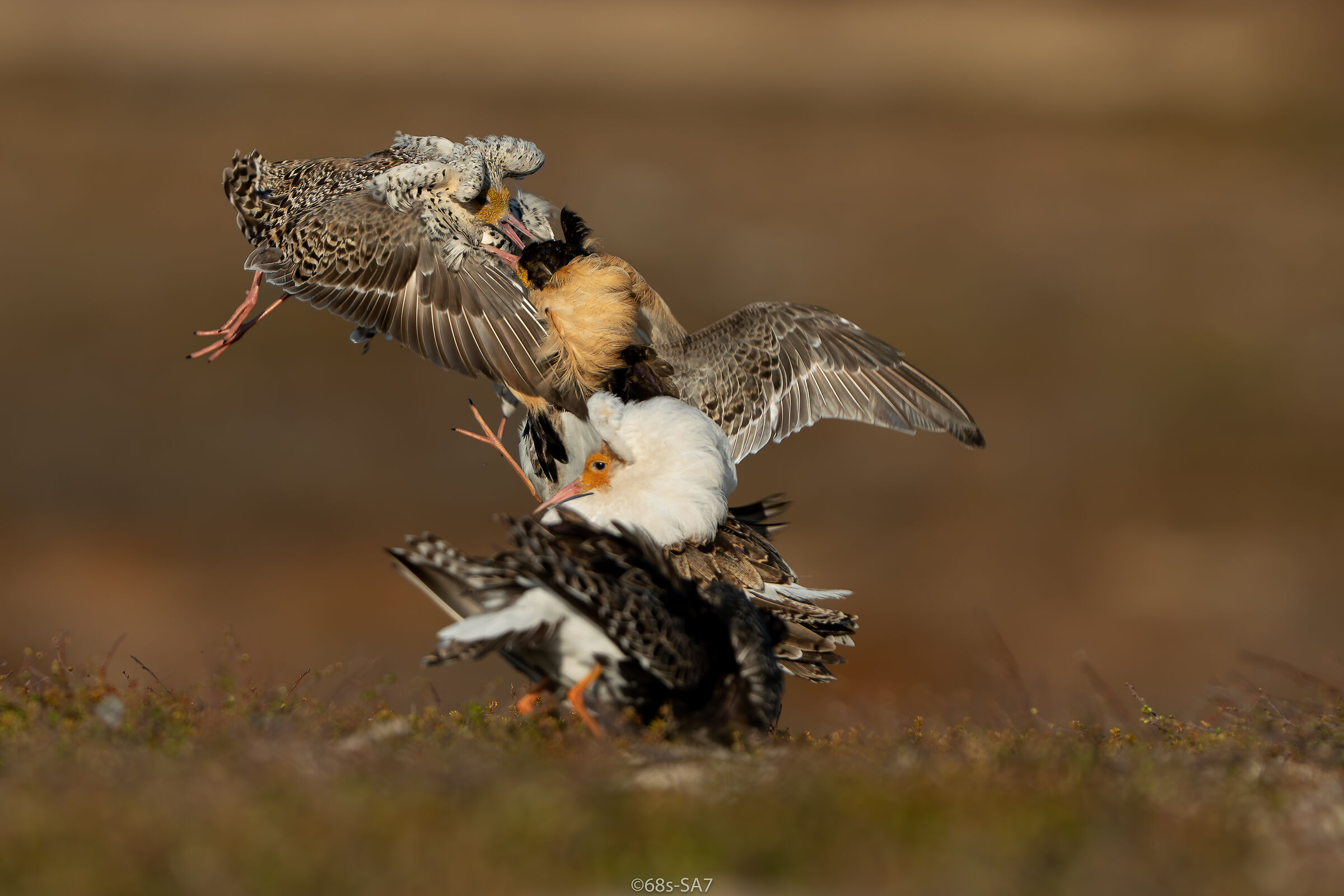 Sweden/Jämtland.  fight club