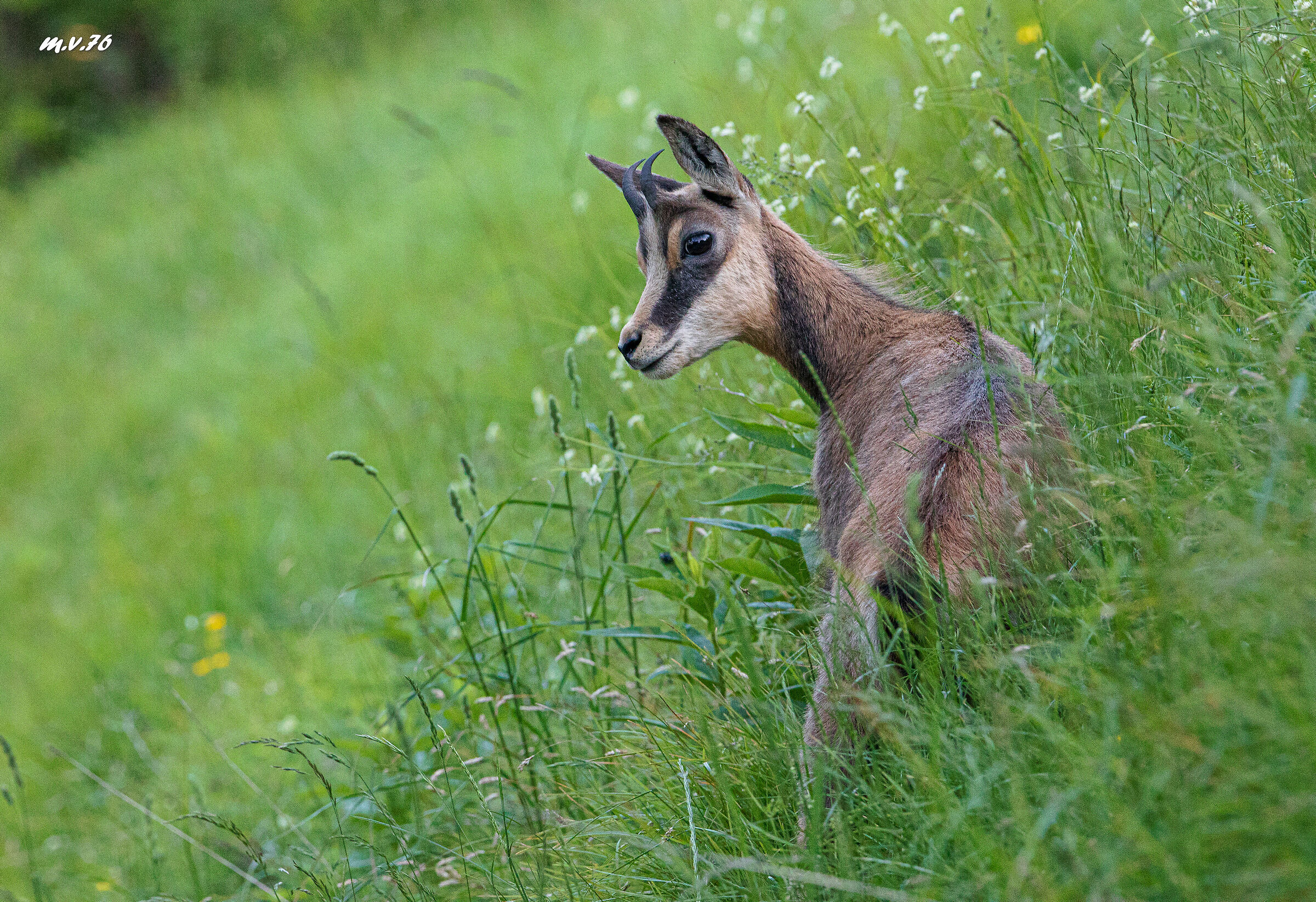 Chamois - Rupicapra rupicapra
