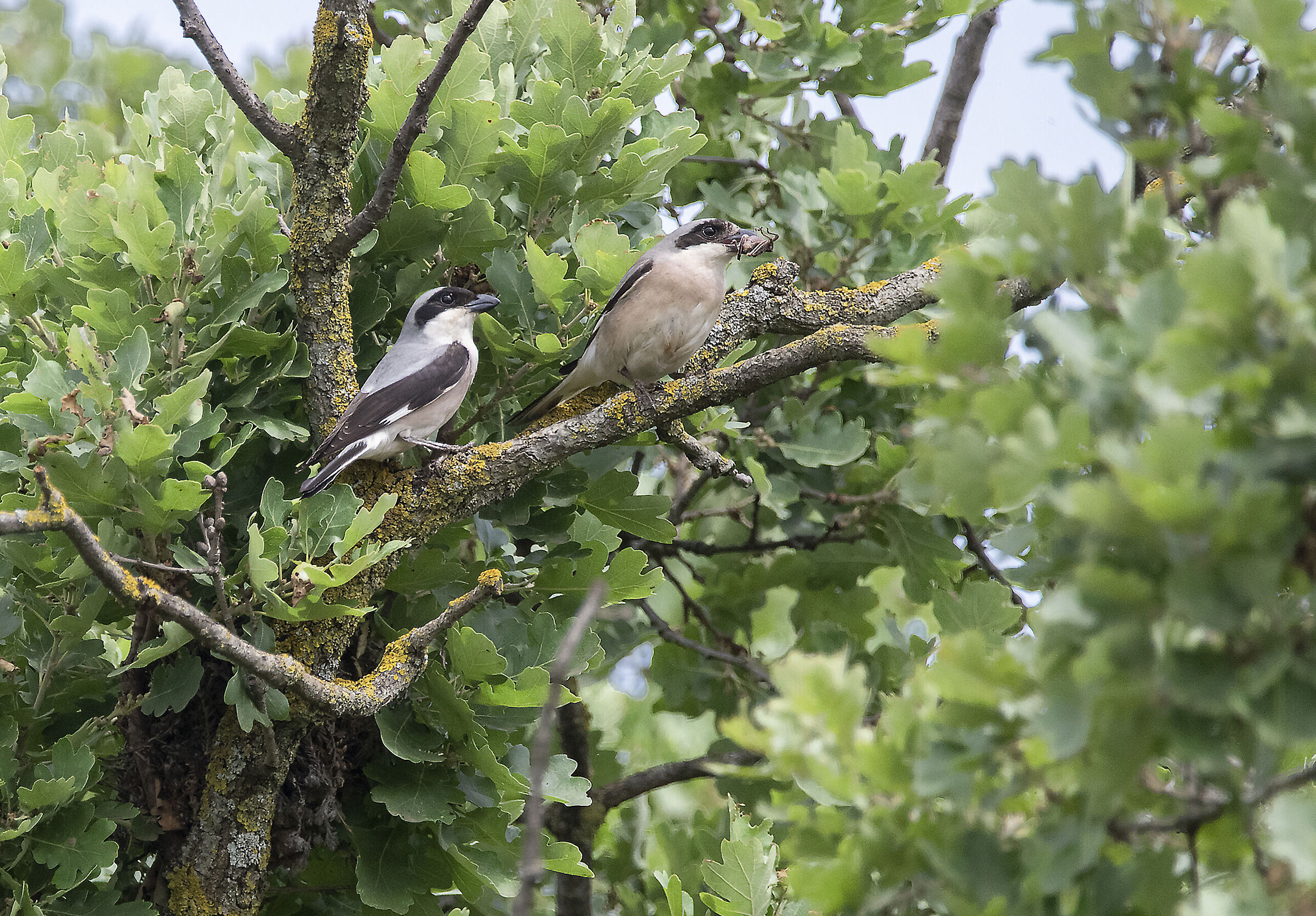 ashen shrikes, they still exist, they were very far away