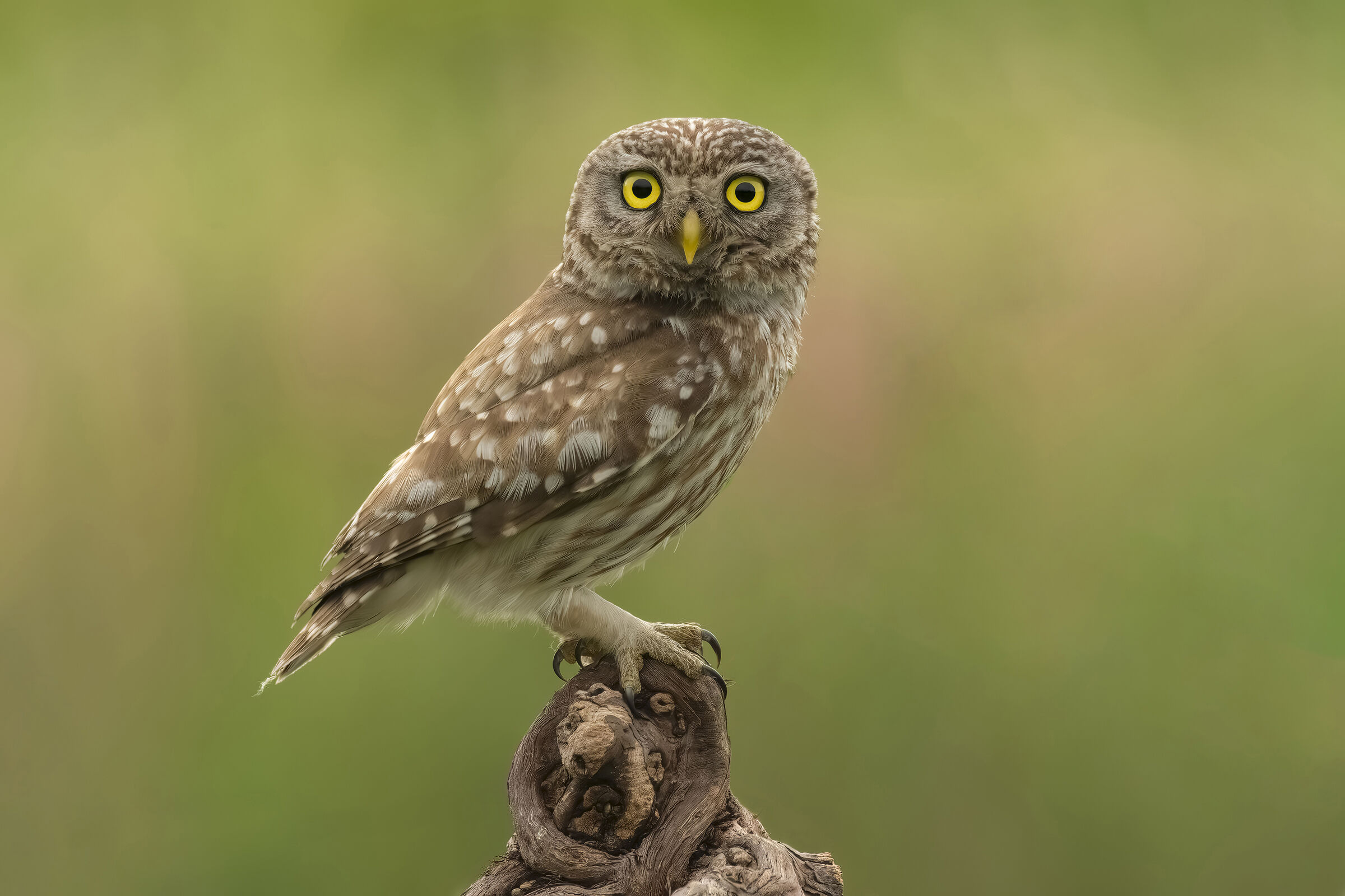 Owl