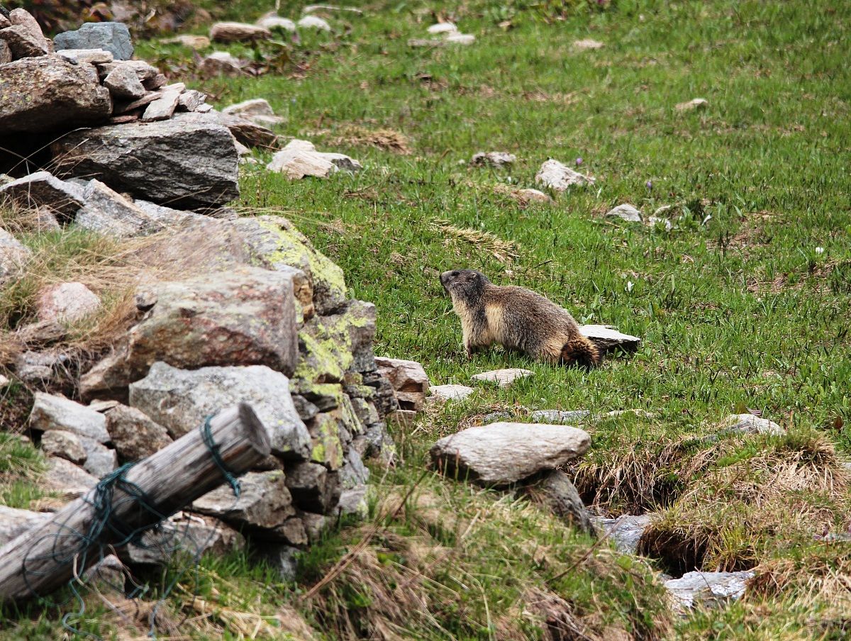 Marmotta