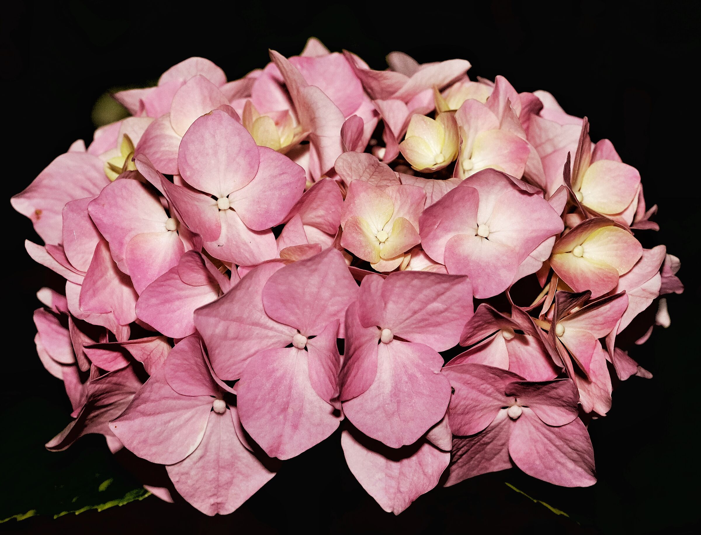 Hydrangea macrophylla