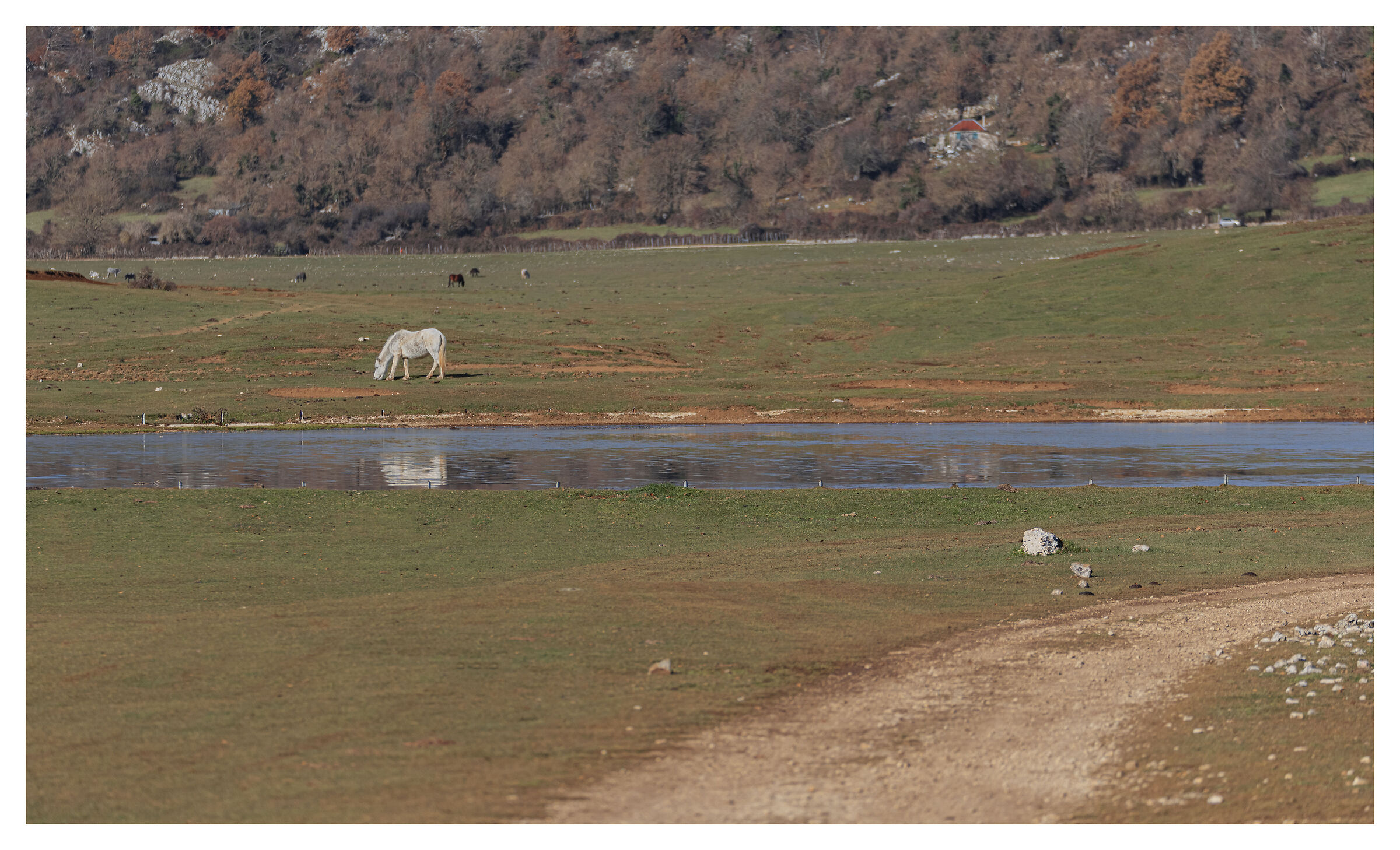 Cavalli vicino alla dolina